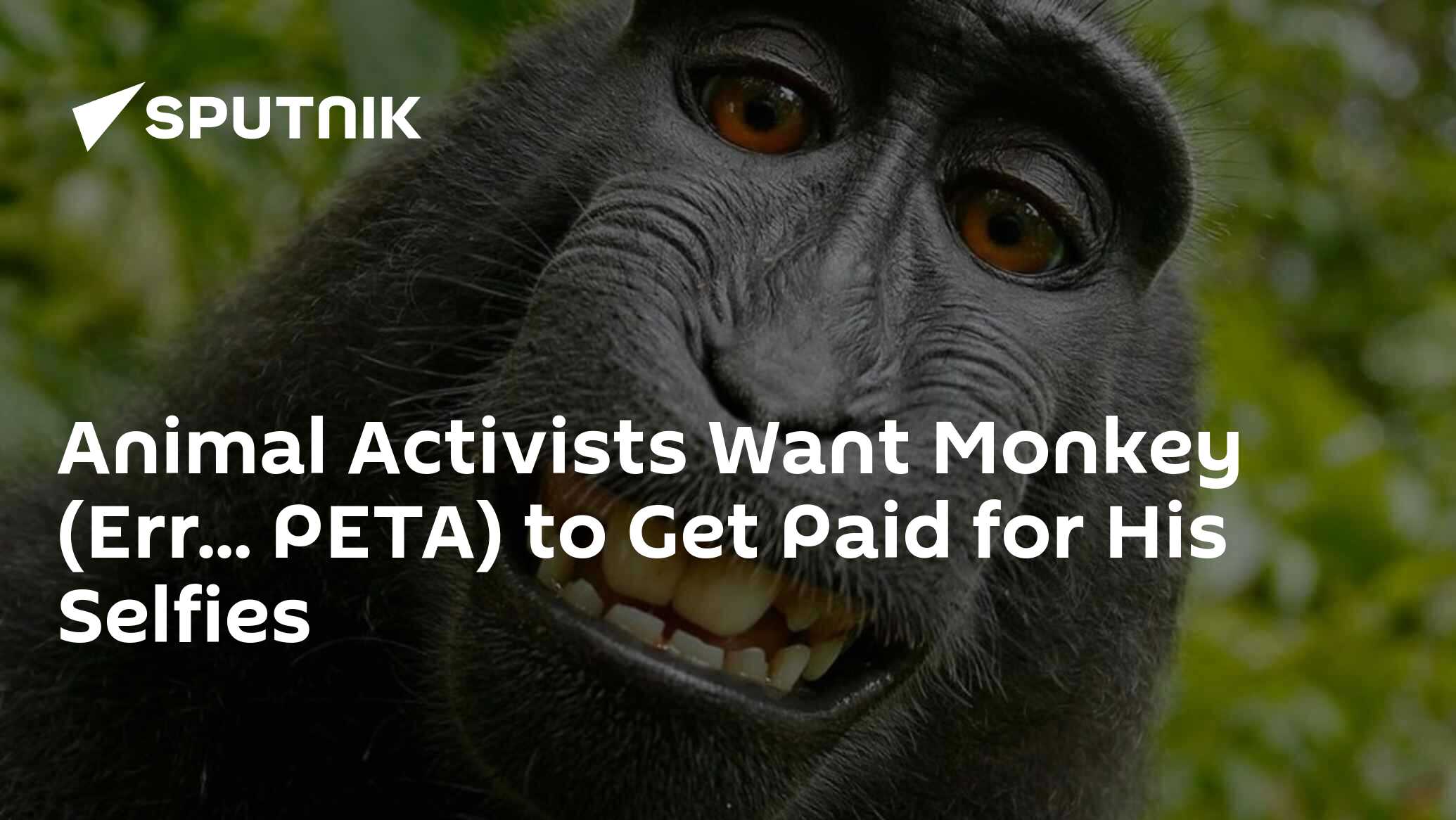 Animal Activists Want Monkey (Err... PETA) to Get Paid for His Selfies(02)