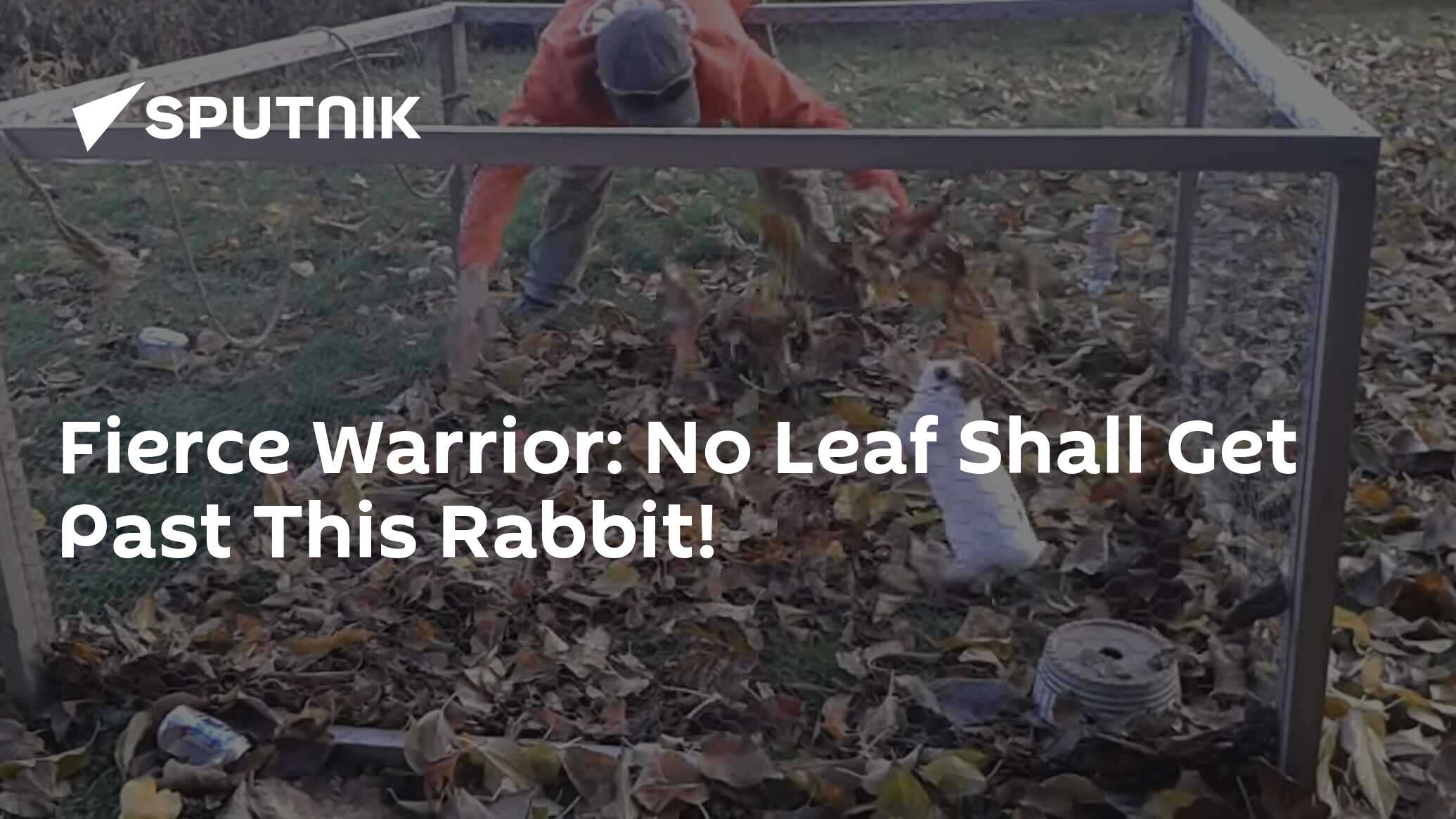 Fierce Warrior: No Leaf Shall Get Past This Rabbit! - 10.12.2015 ...