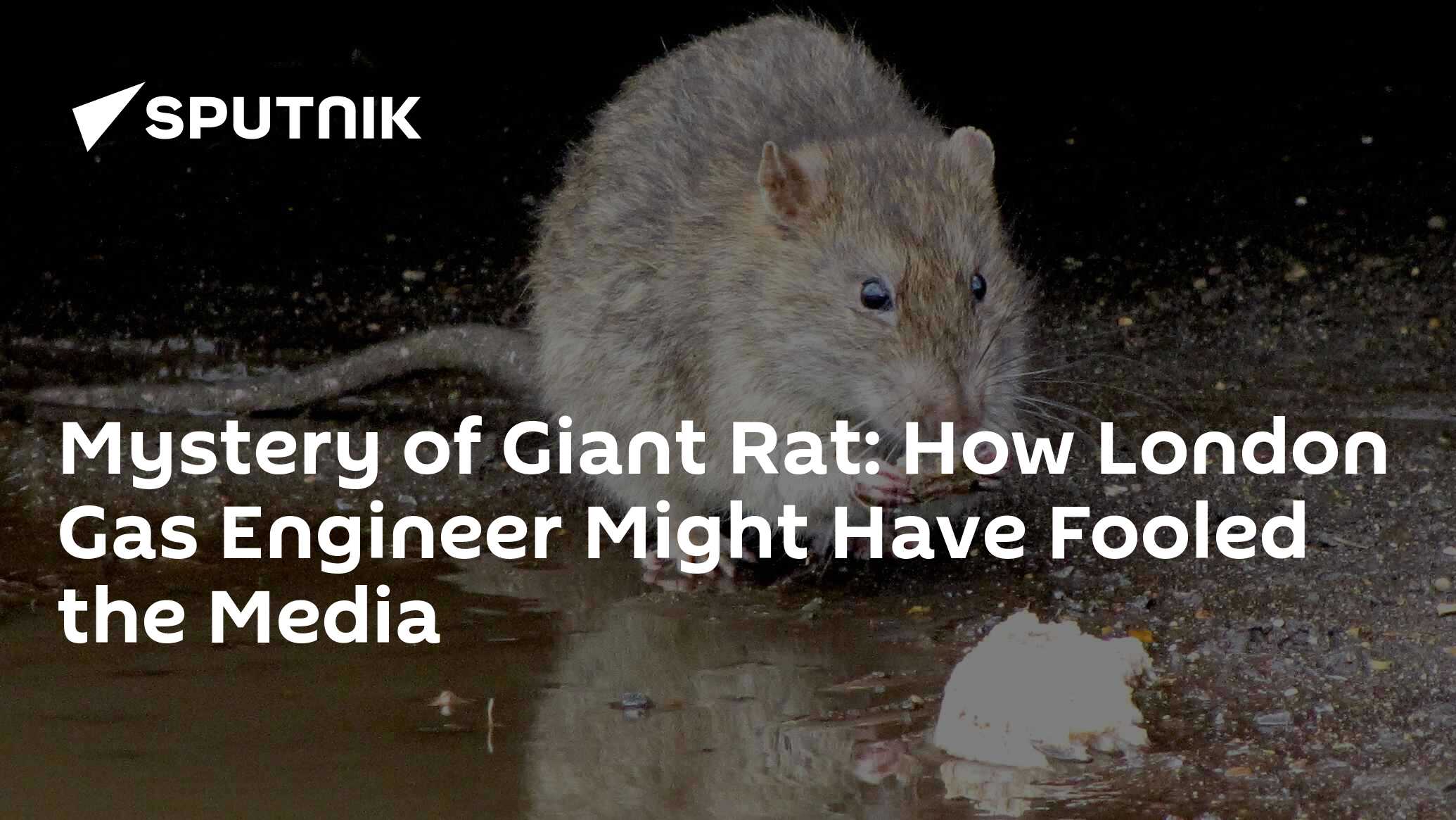 Giant rat found in London: Gas engineer finds rodent 'bigger than small  child', The Independent