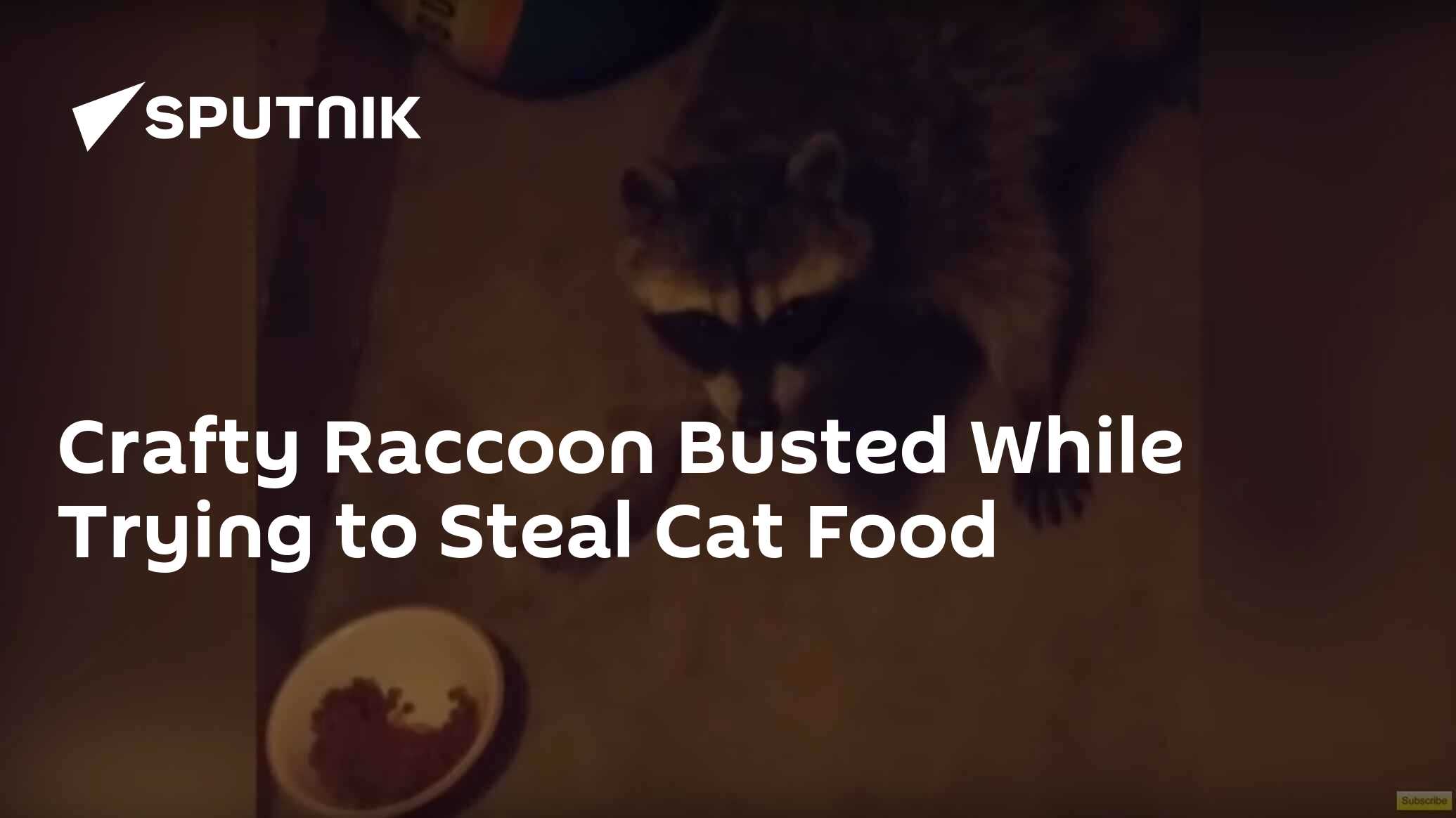 Crafty Raccoon Busted While Trying to Steal Cat Food 05.07.2016