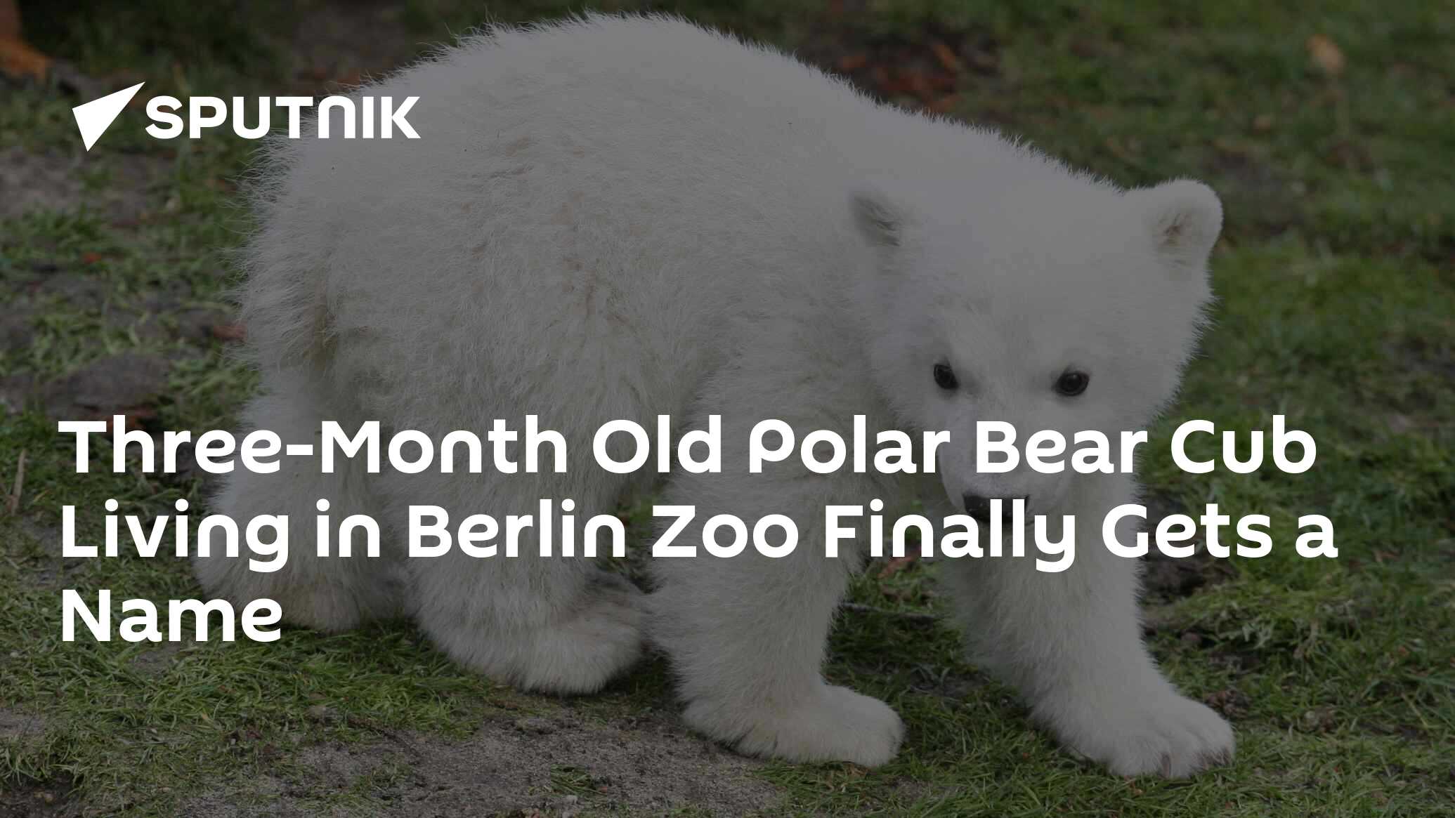Three-Month Old Polar Bear Cub Living in Berlin Zoo Finally Gets a Name