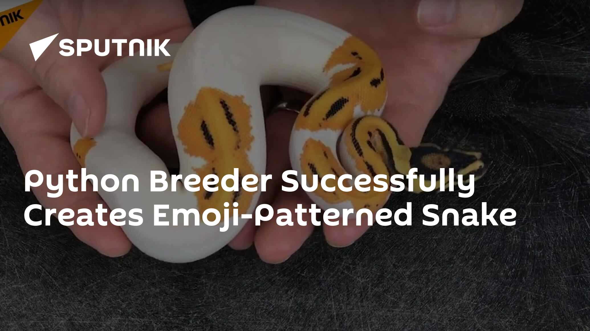 Python Breeder Successfully Creates Emoji-Patterned Snake - 10.03.2017 ...