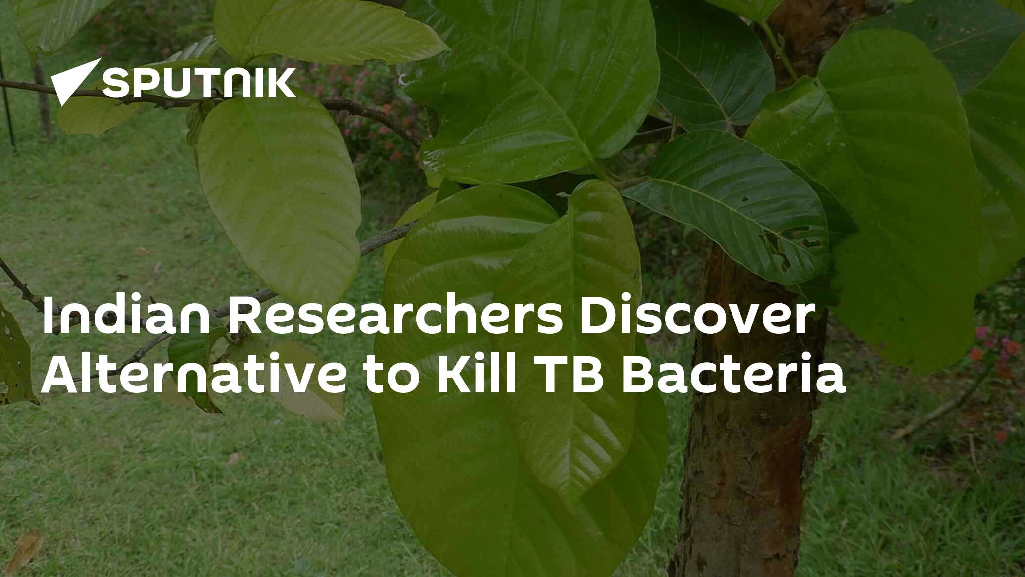 Indian Researchers Discover Alternative to Kill TB Bacteria 22.05.