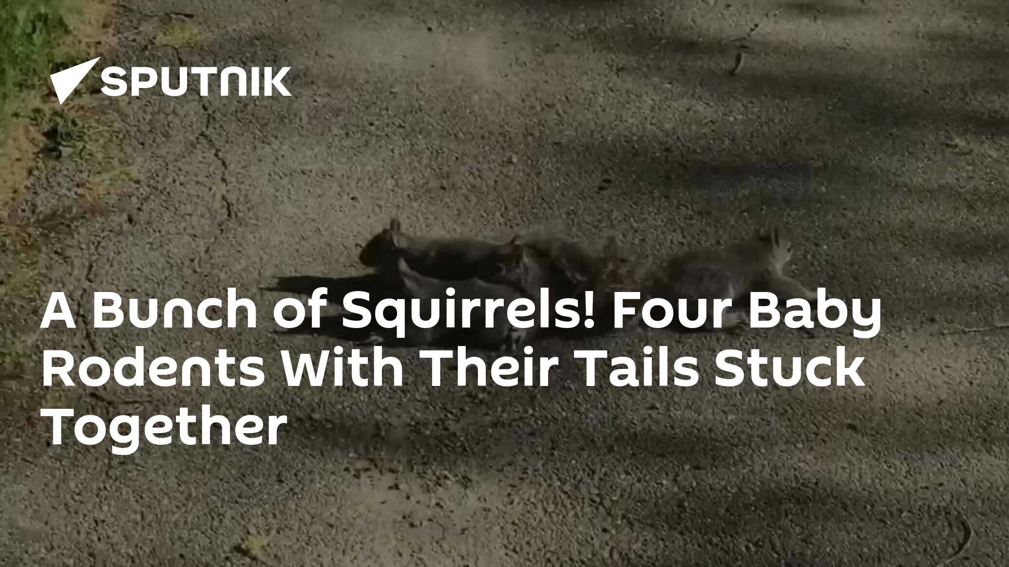 A Bunch of Squirrels! Four Baby Rodents With Their Tails Stuck Together