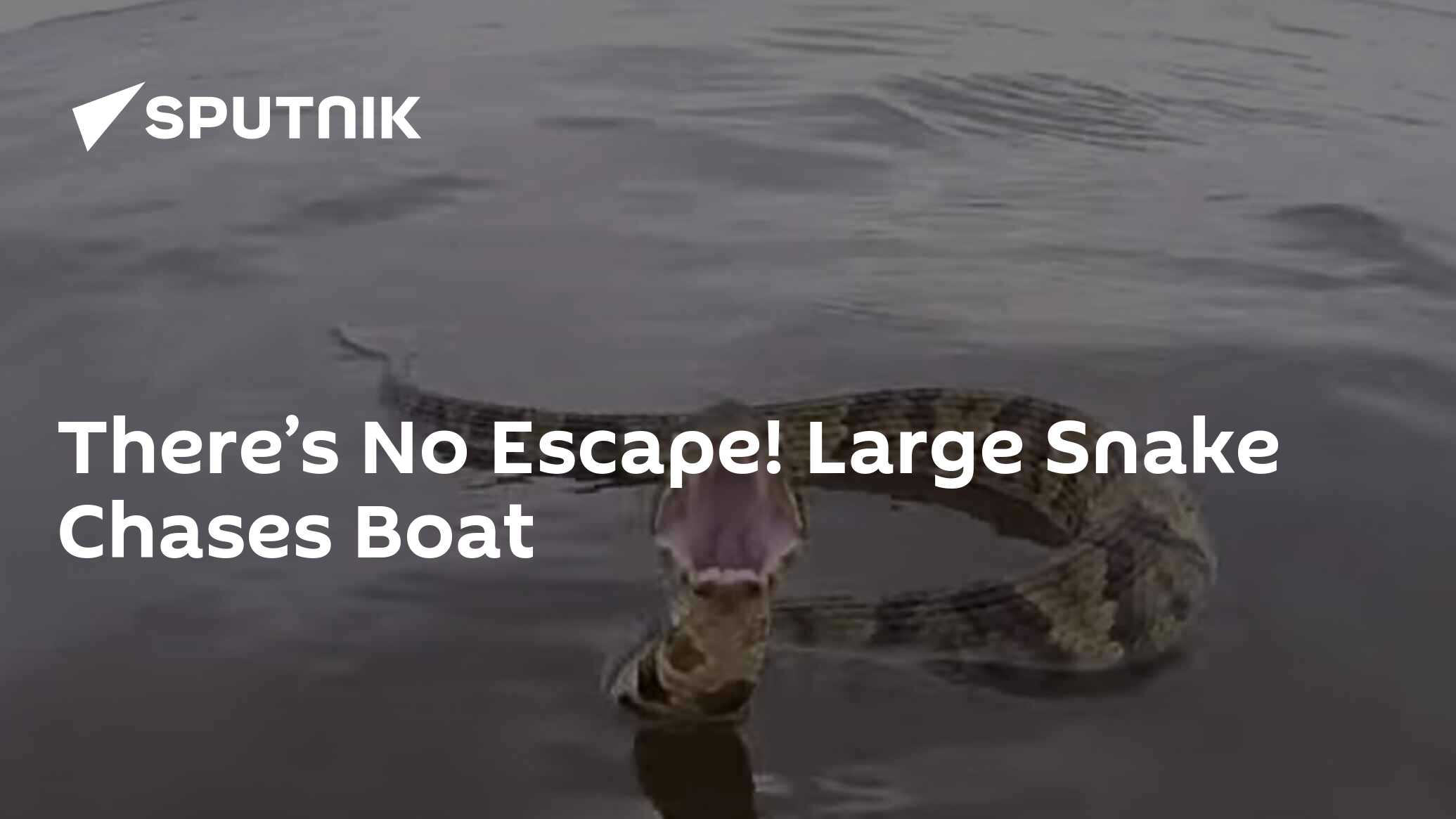 There’s No Escape! Large Snake Chases Boat 02.07.2017, Sputnik