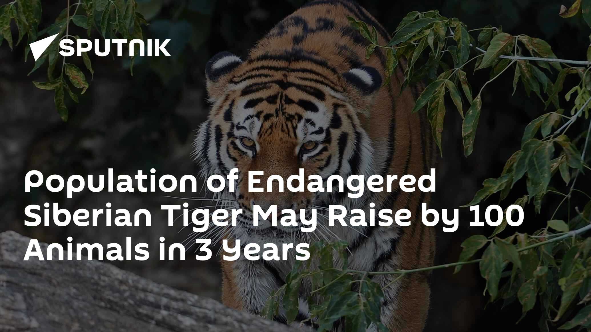 Population of Endangered Siberian Tiger May Raise by 100 Animals in 3