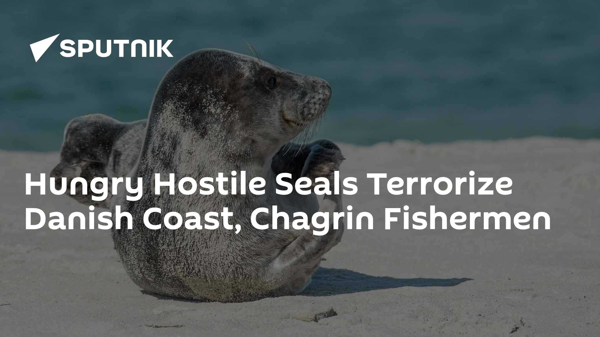 Hungry Hostile Seals Terrorize Danish Coast, Chagrin Fishermen
