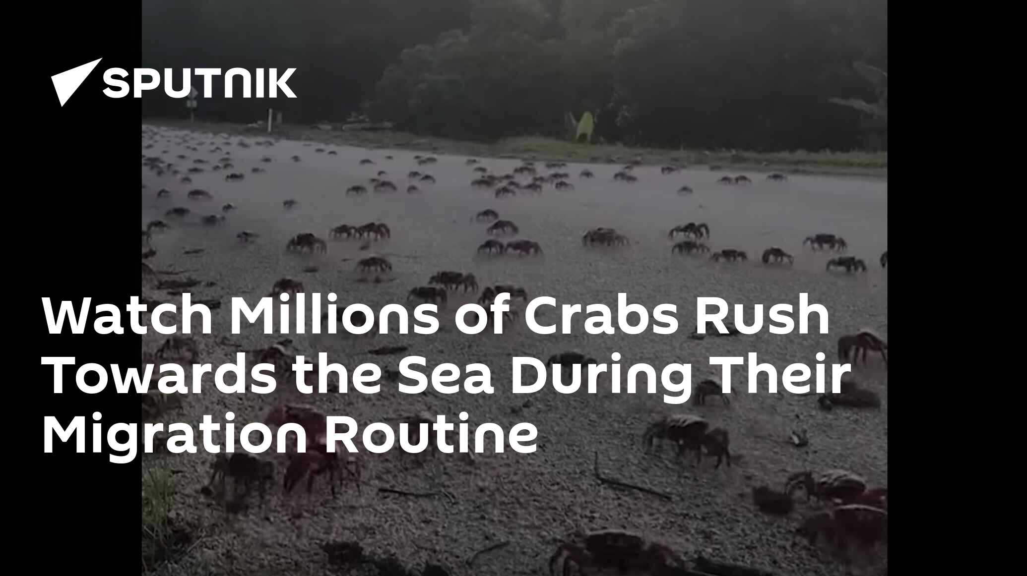 Watch Millions of Crabs Rush Towards the Sea During Their Migration