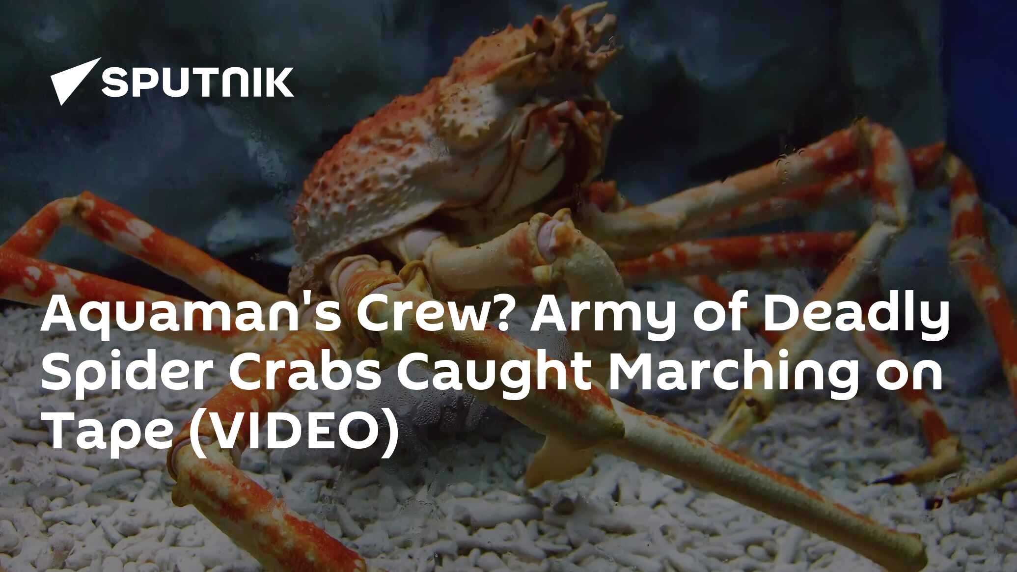 Aquaman's Crew? Army of Deadly Spider Crabs Caught Marching on Tape