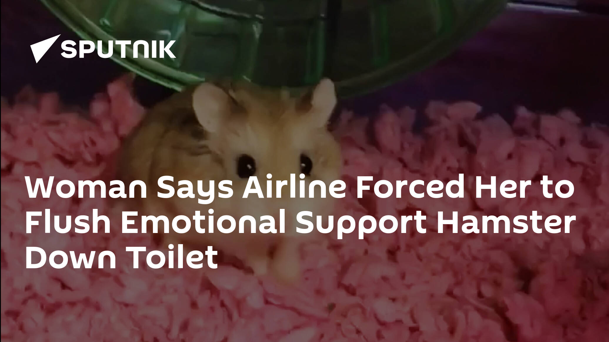 Woman Says Airline Forced Her To Flush Emotional Support Hamster Down