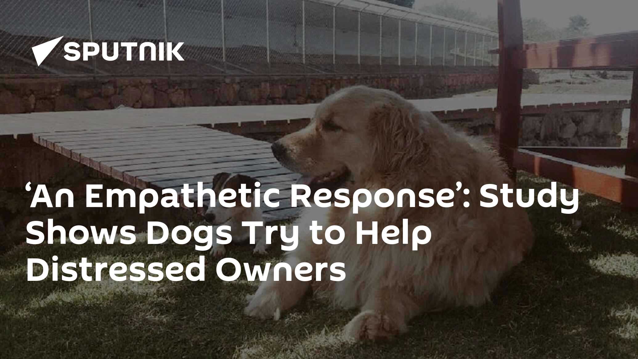 ‘An Empathetic Response’ Study Shows Dogs Try to Help Distressed