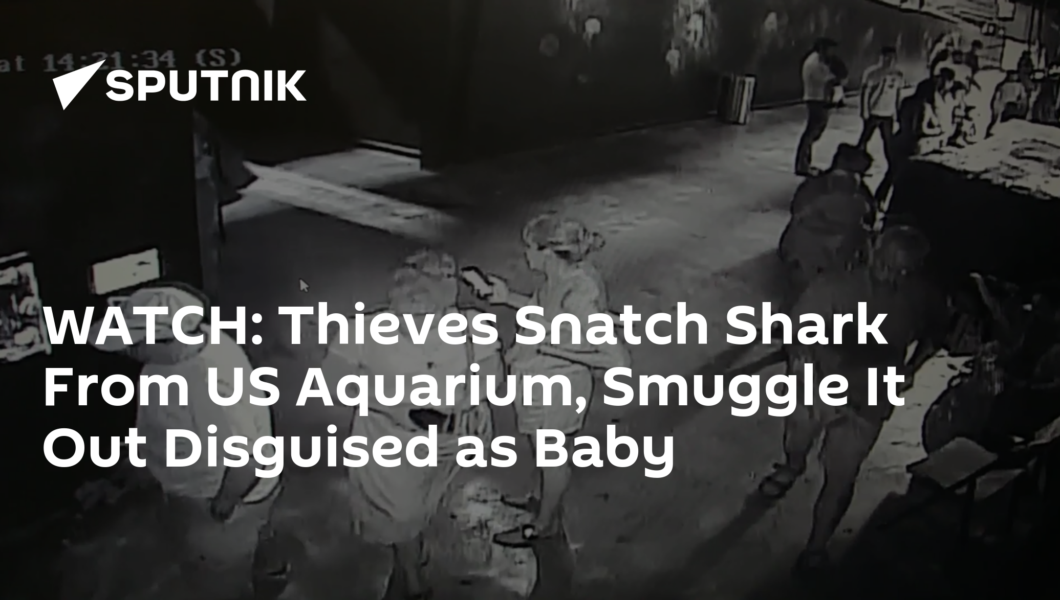 WATCH Thieves Snatch Shark From US Aquarium, Smuggle It Out Disguised