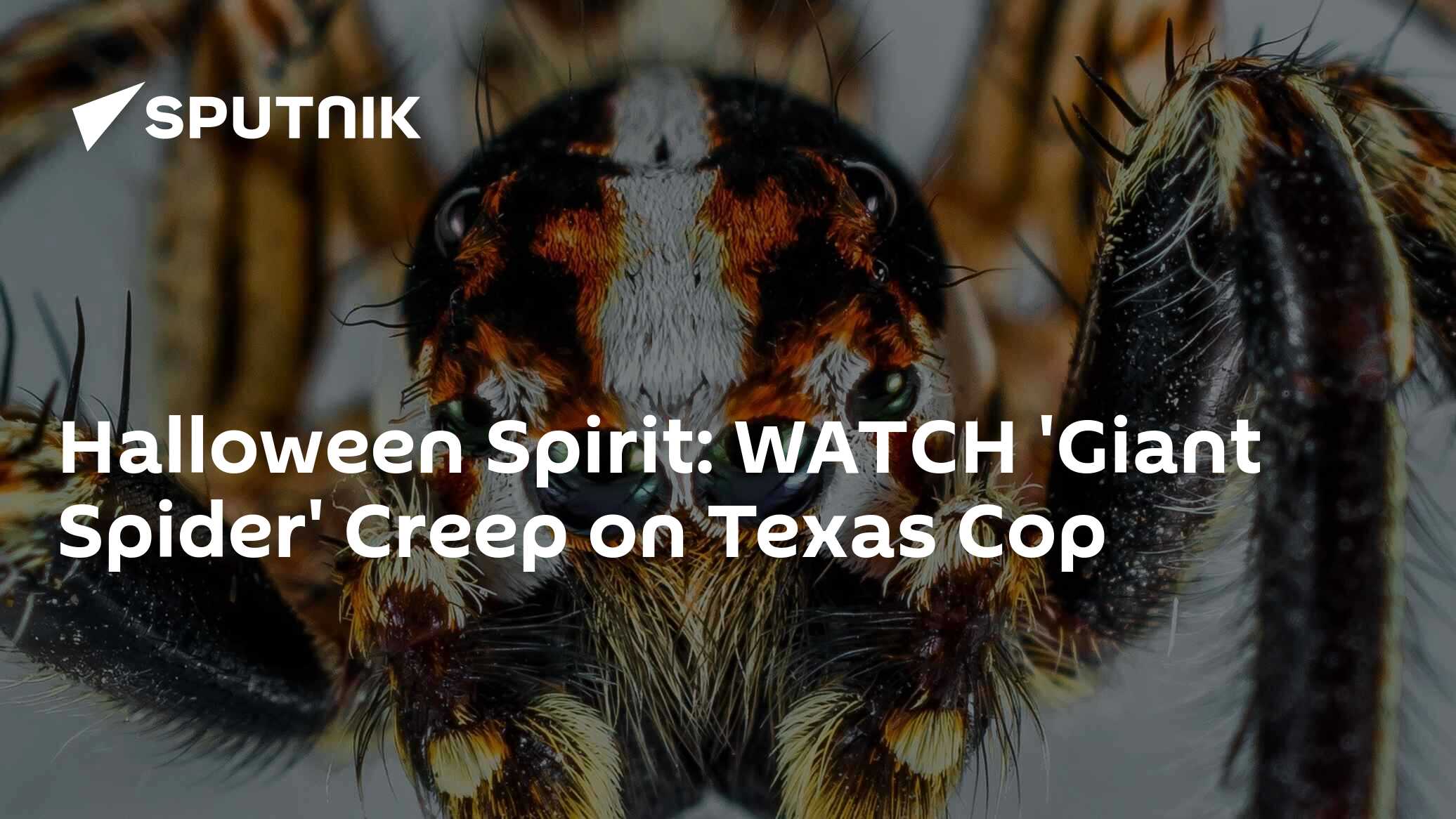 Halloween Spirit WATCH 'Giant Spider' Creep on Texas Cop 19.10.2018