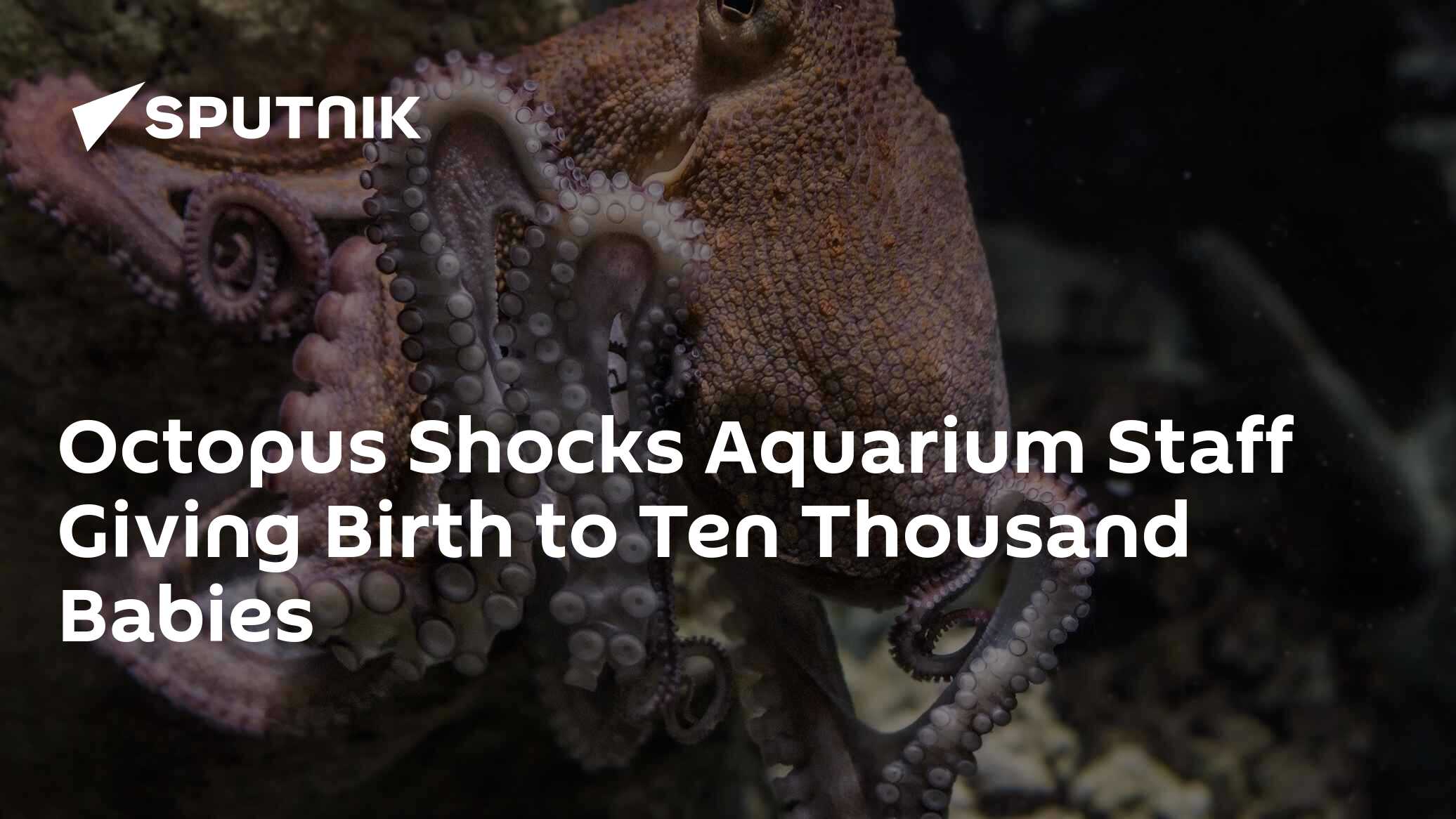 Octopus Shocks Aquarium Staff Giving Birth to Ten Thousand Babies 09.