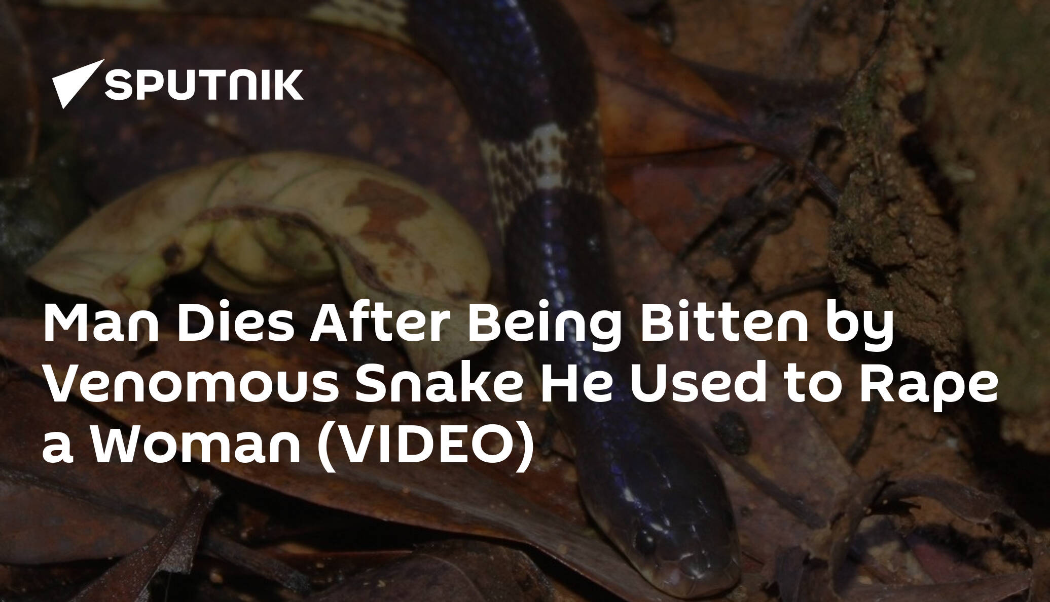 Man Dies After Being Bitten by Venomous Snake He Used to Rape a Woman (VIDEO) pic photo