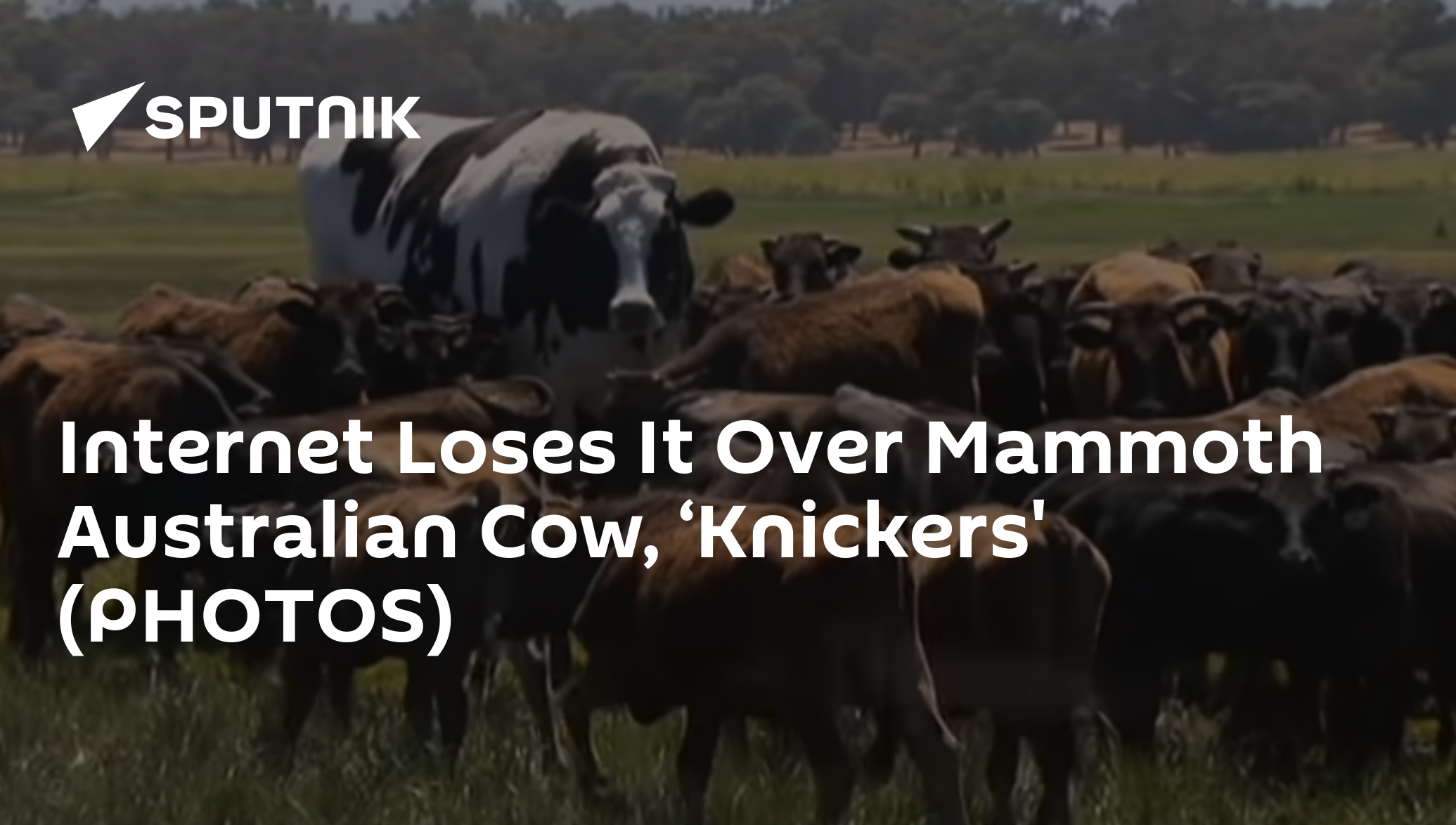 Loses It Over Mammoth Australian Cow, ‘Knickers' (PHOTOS) 28