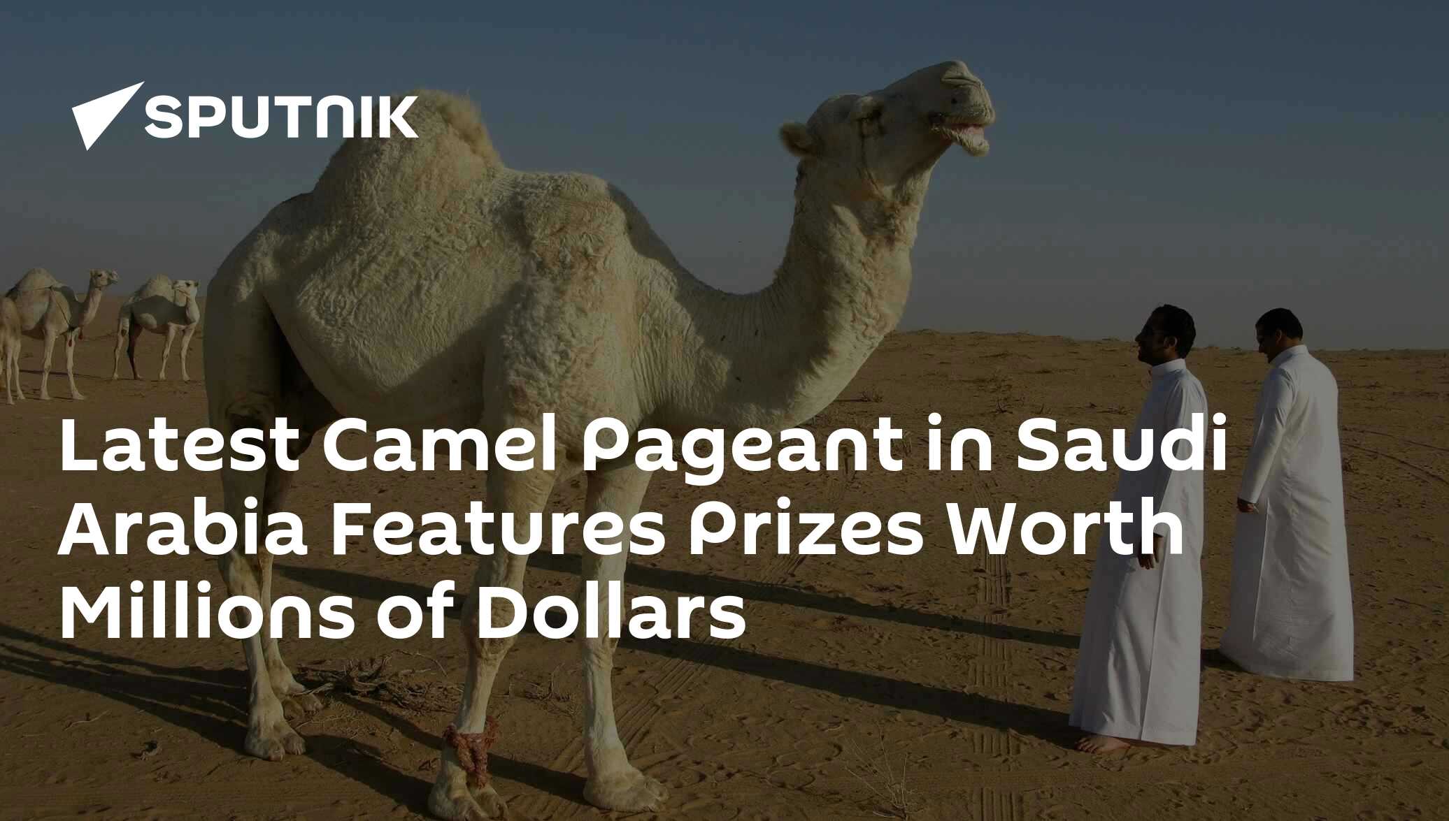 Latest Camel Pageant in Saudi Arabia Features Prizes Worth Millions of