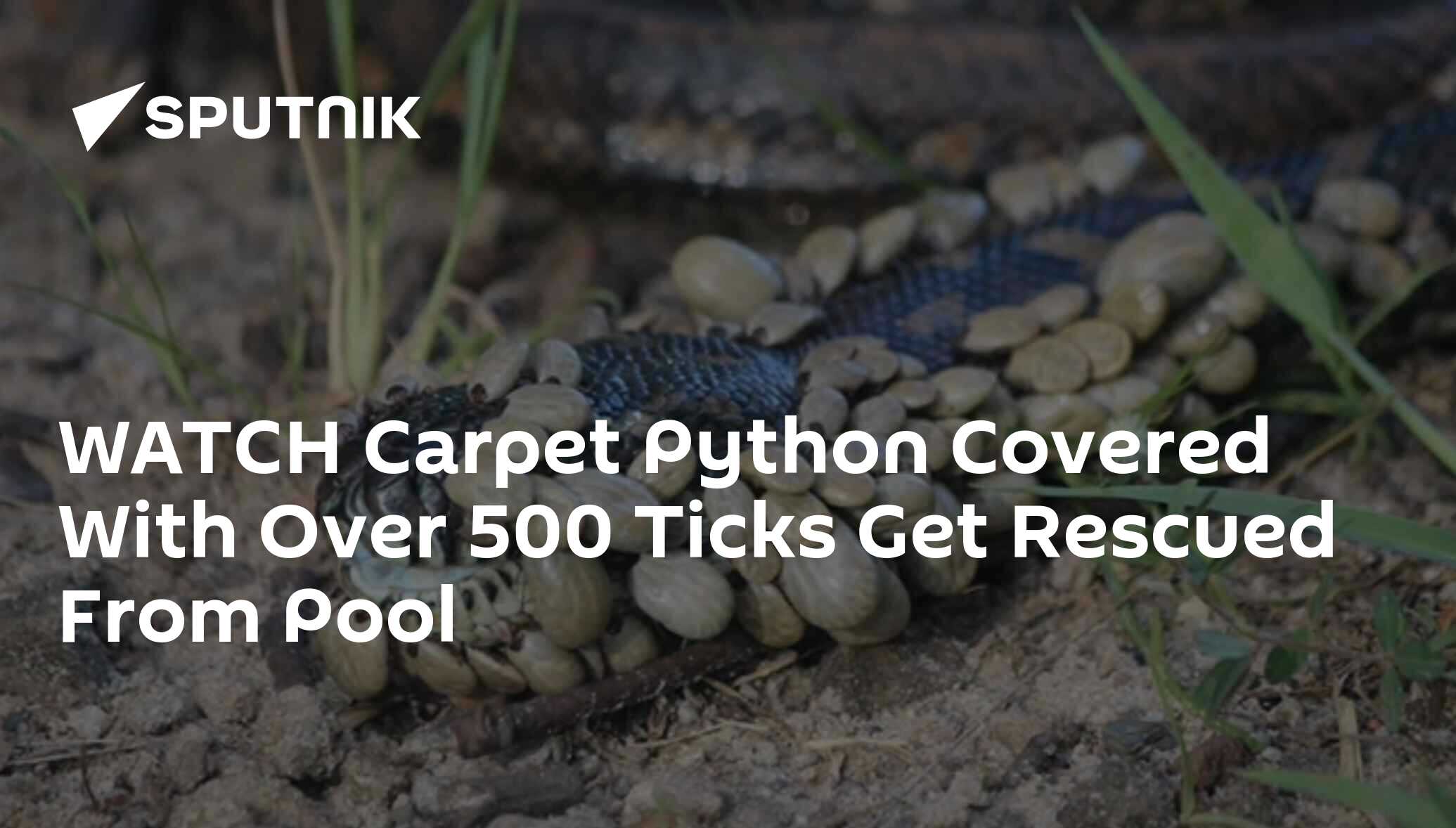 WATCH Carpet Python Covered With Over 500 Ticks Get Rescued From Pool