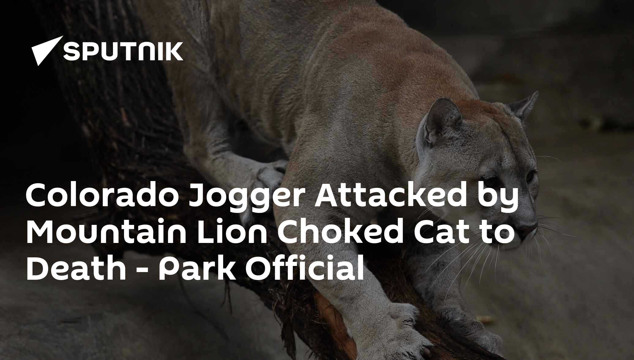 Colorado Jogger Attacked by Mountain Lion Choked Cat to Death Park
