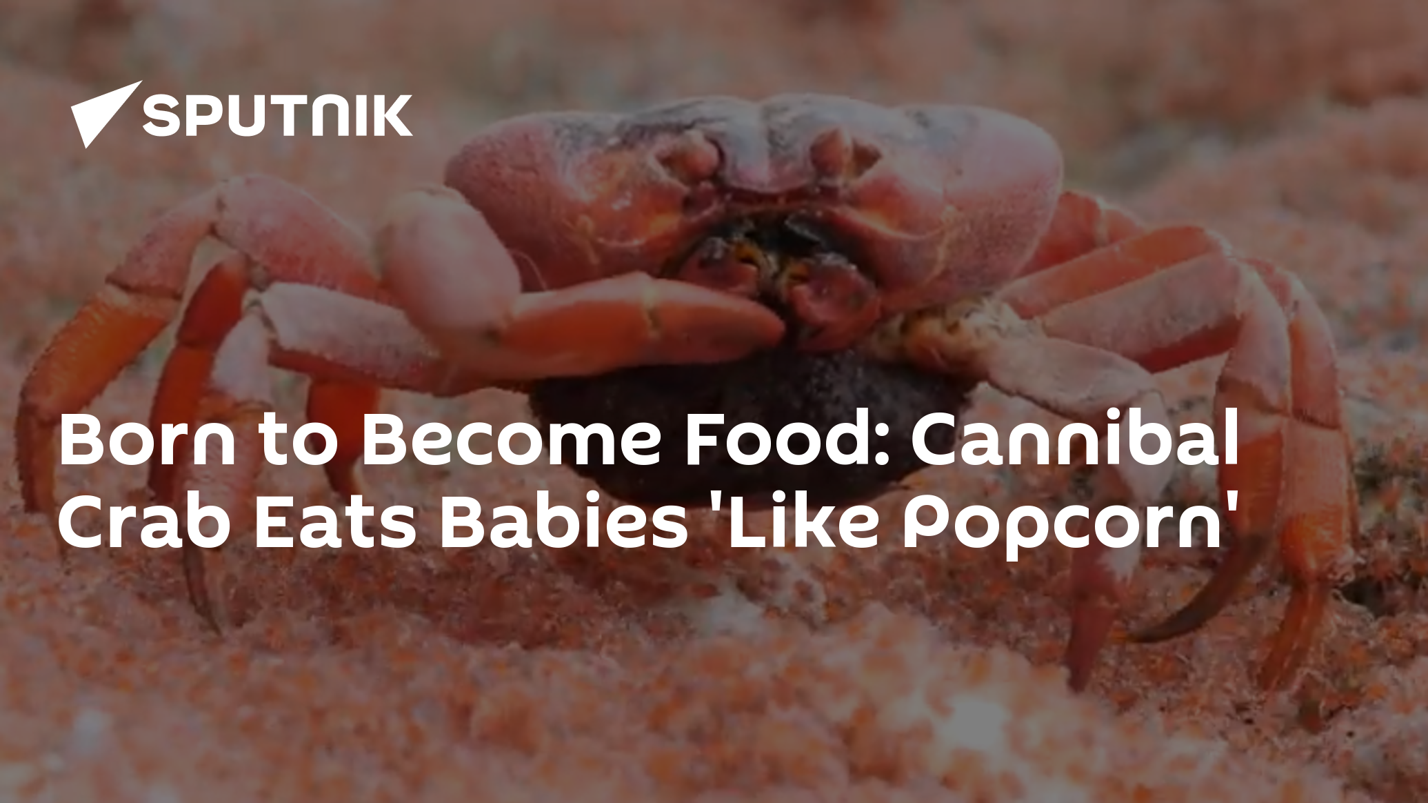 Born to Food Cannibal Crab Eats Babies 'Like Popcorn' 20.02.