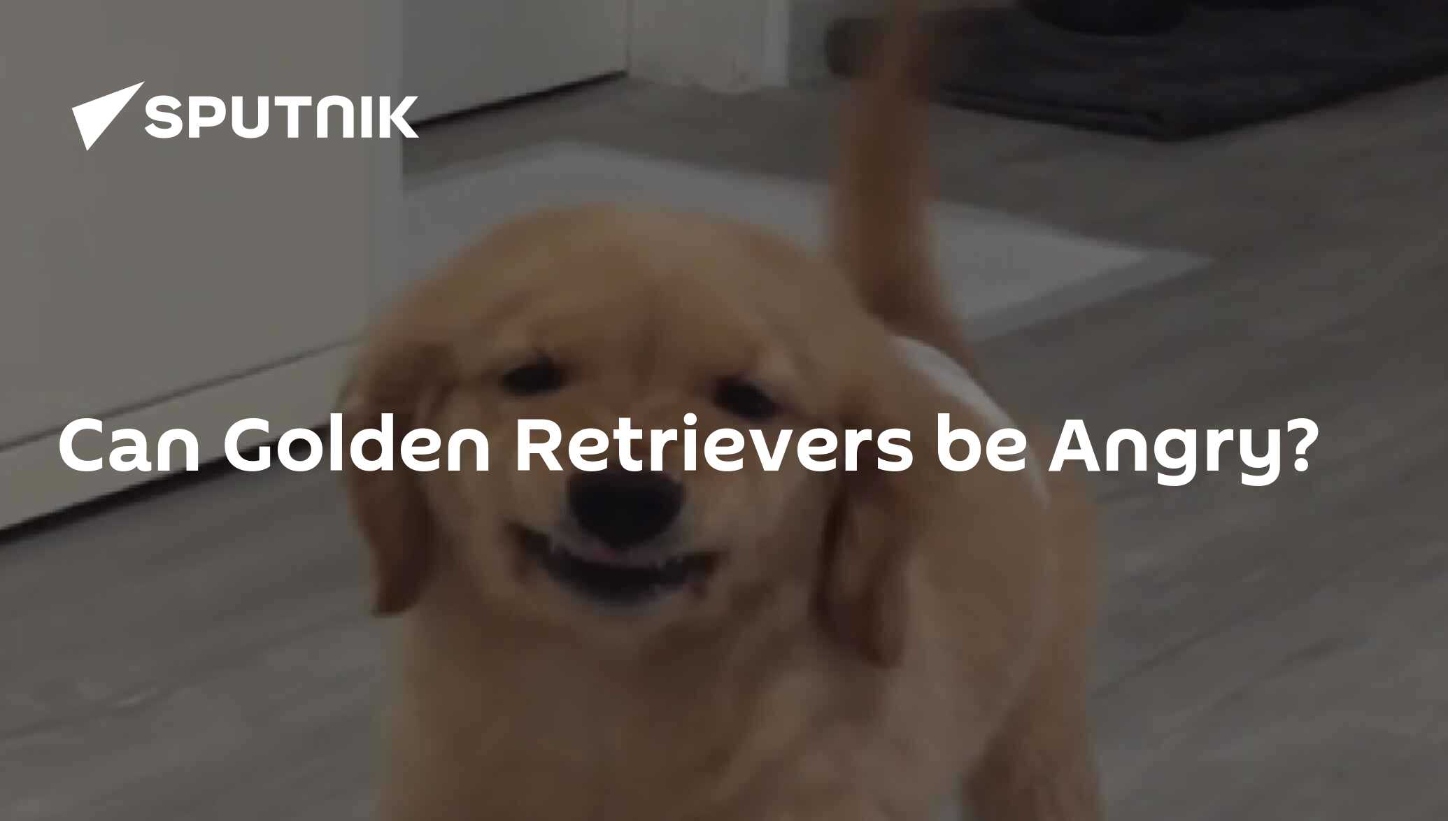 Can Golden Retrievers be Angry? 18.03.2019, Sputnik International