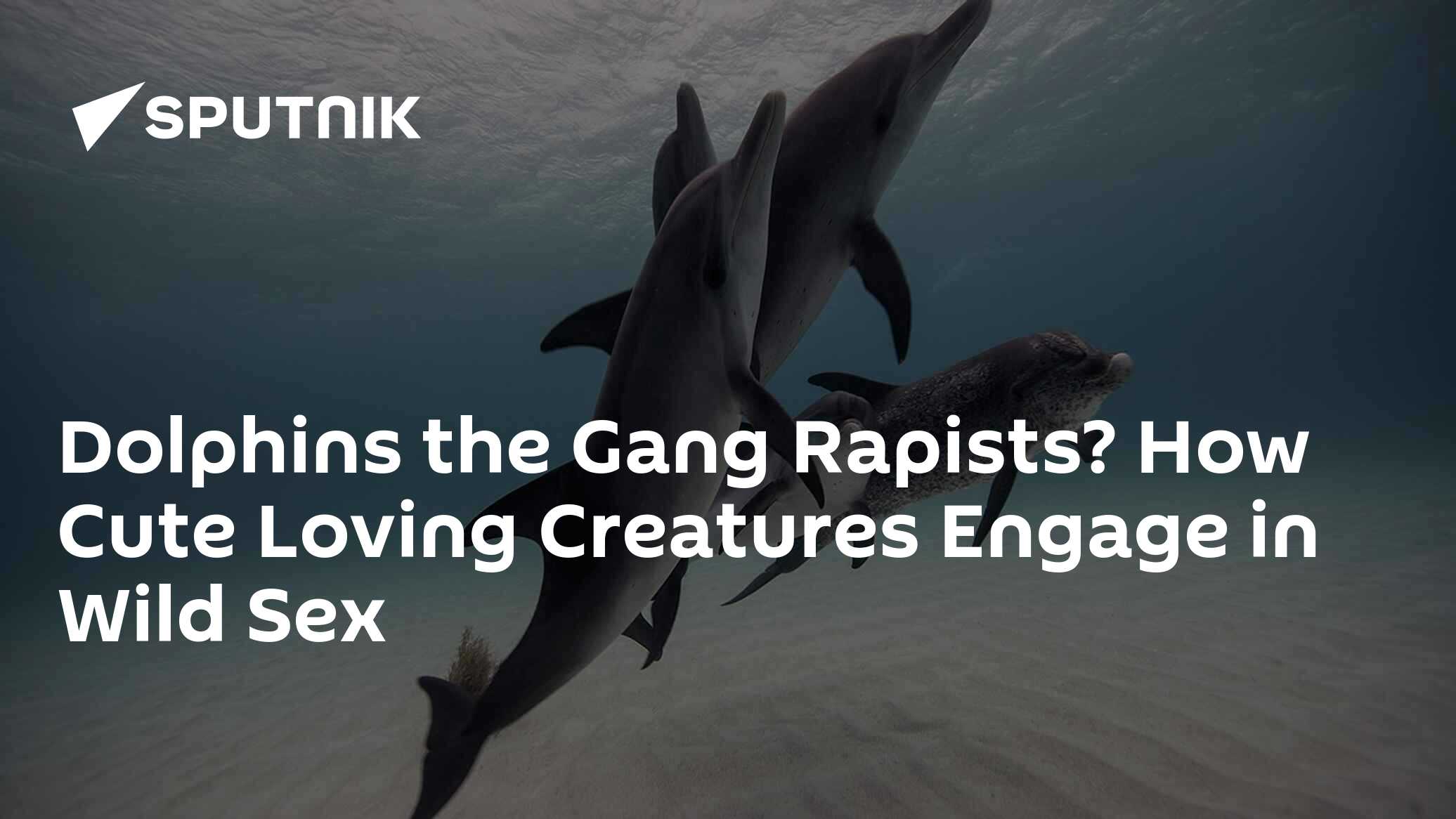 Dolphins the Gang Rapists? How Cute Loving Creatures Engage in Wild Sex -  18.03.2019, Sputnik International