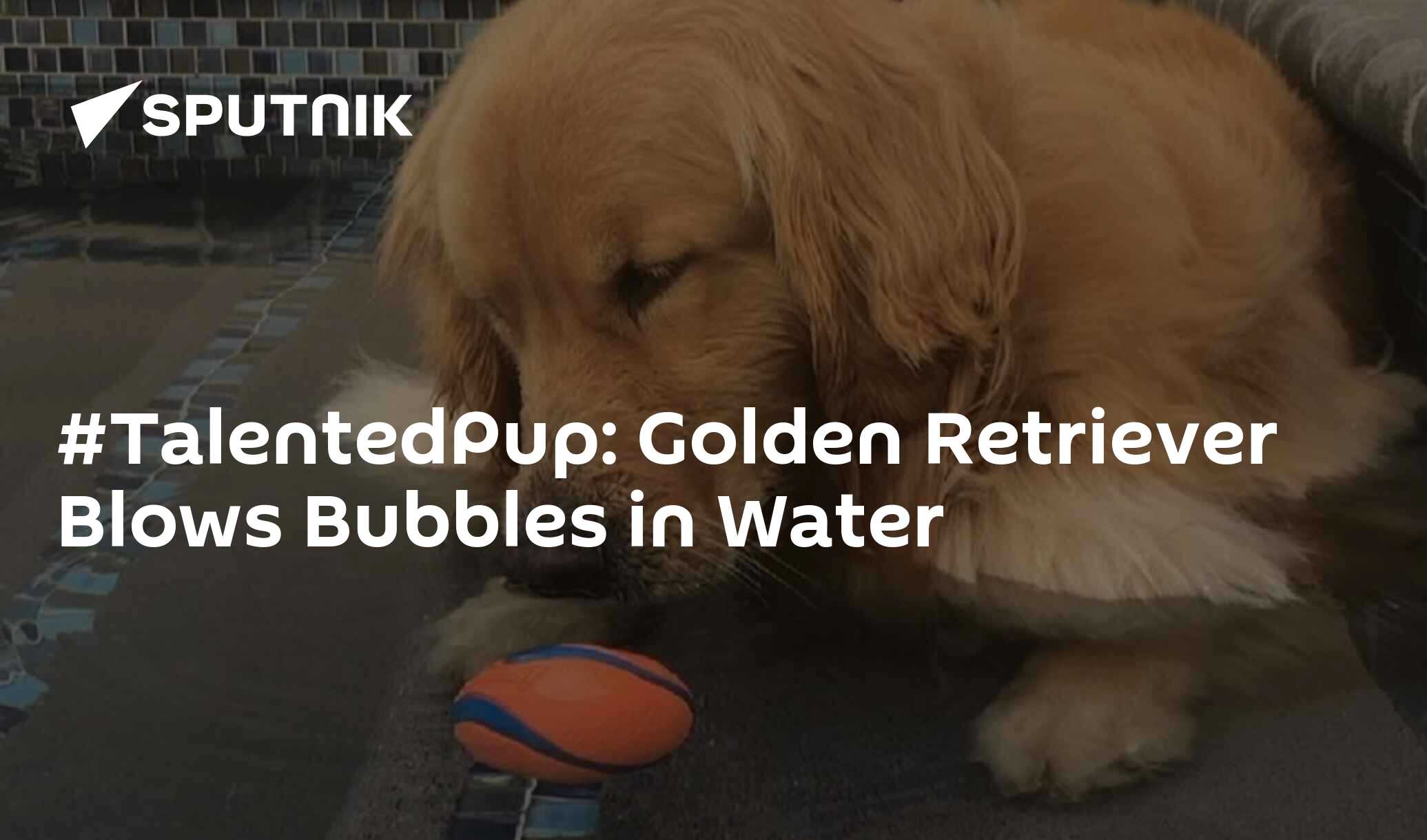 TalentedPup Golden Retriever Blows Bubbles in Water 10.04.2019