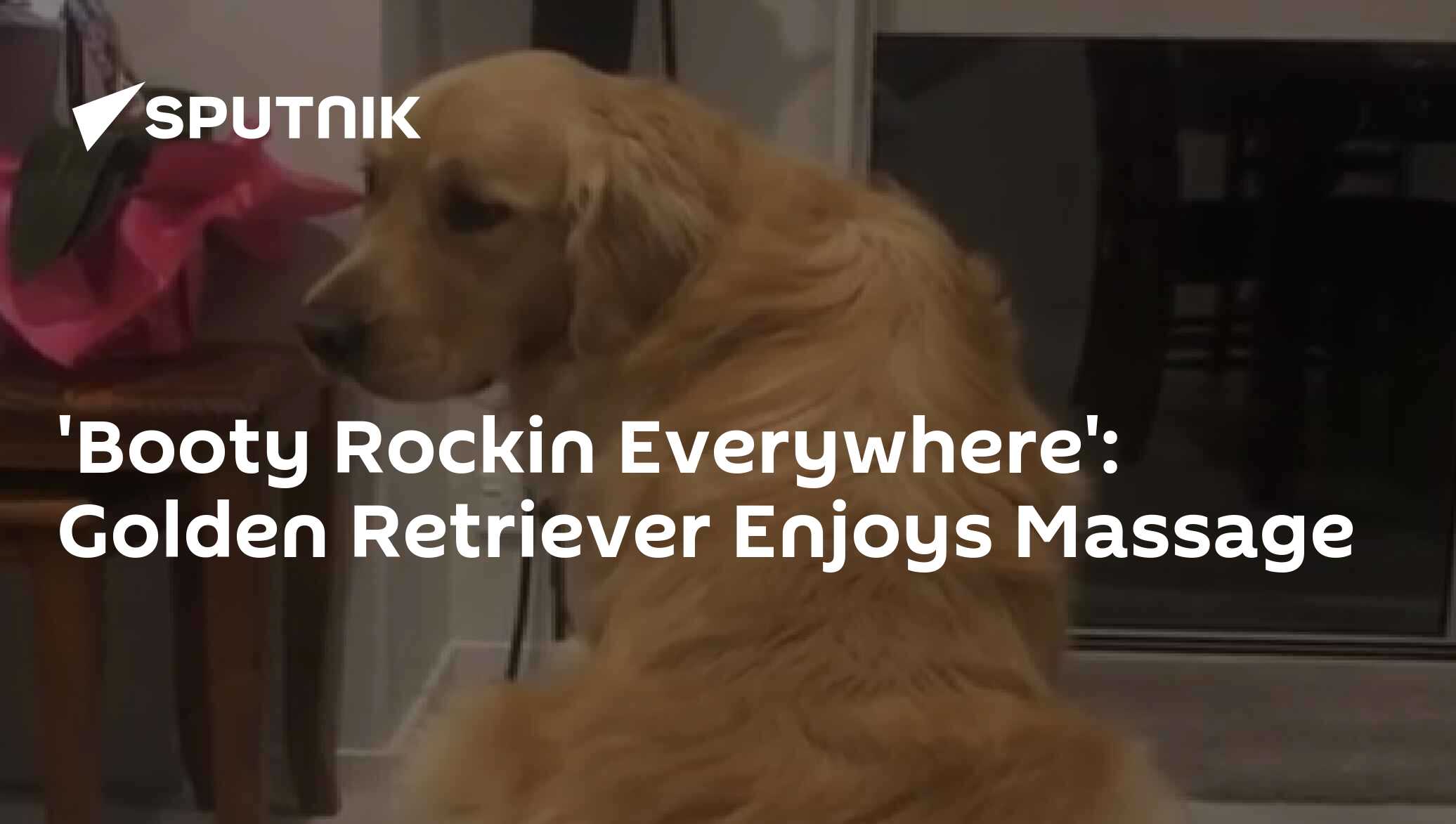 'Booty Rockin Everywhere': Golden Retriever Enjoys Massage - 12.05.2019