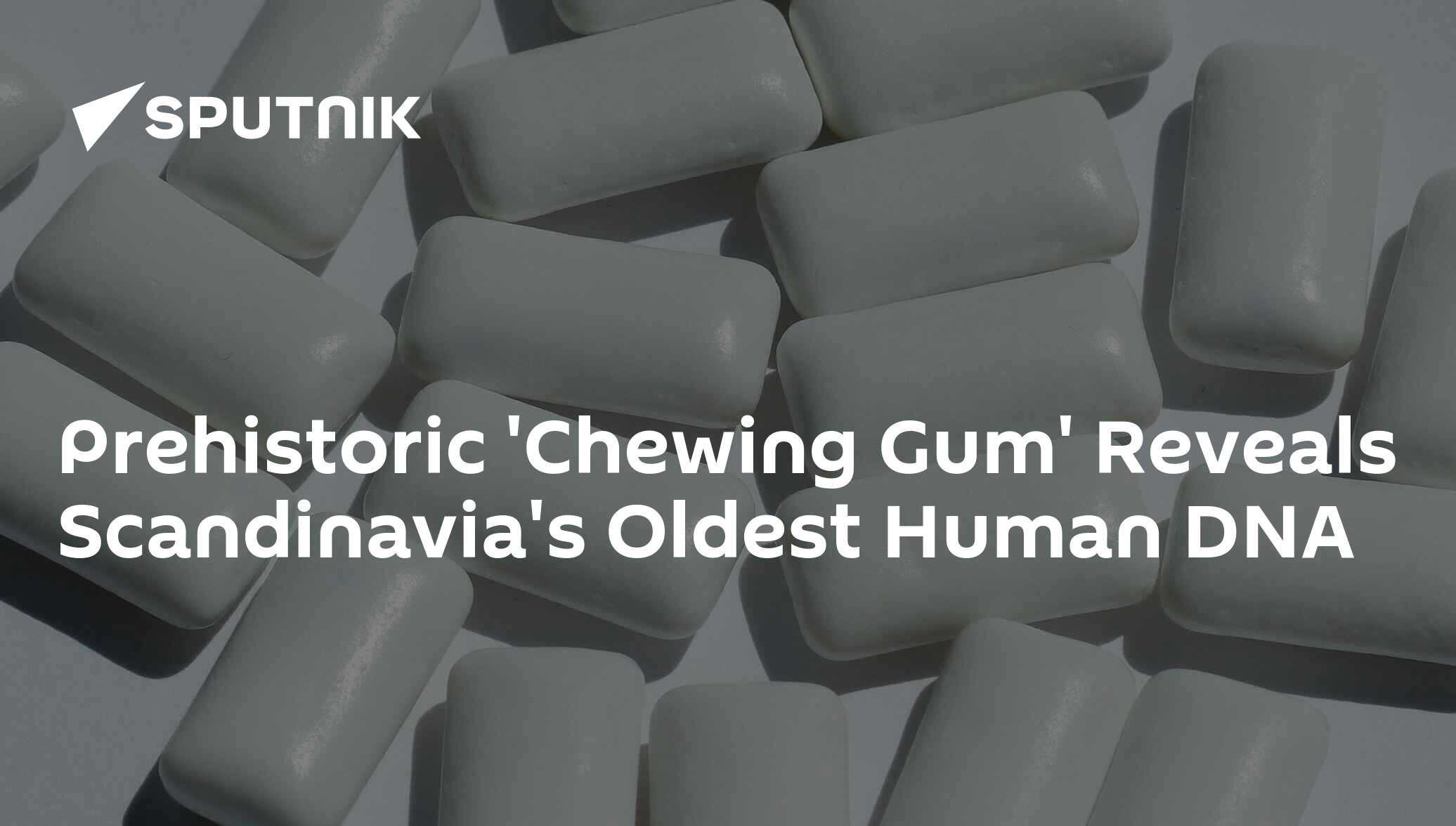 Prehistoric Chewing Gum Reveals Scandinavia S Oldest Human DNA 15   1075032366 