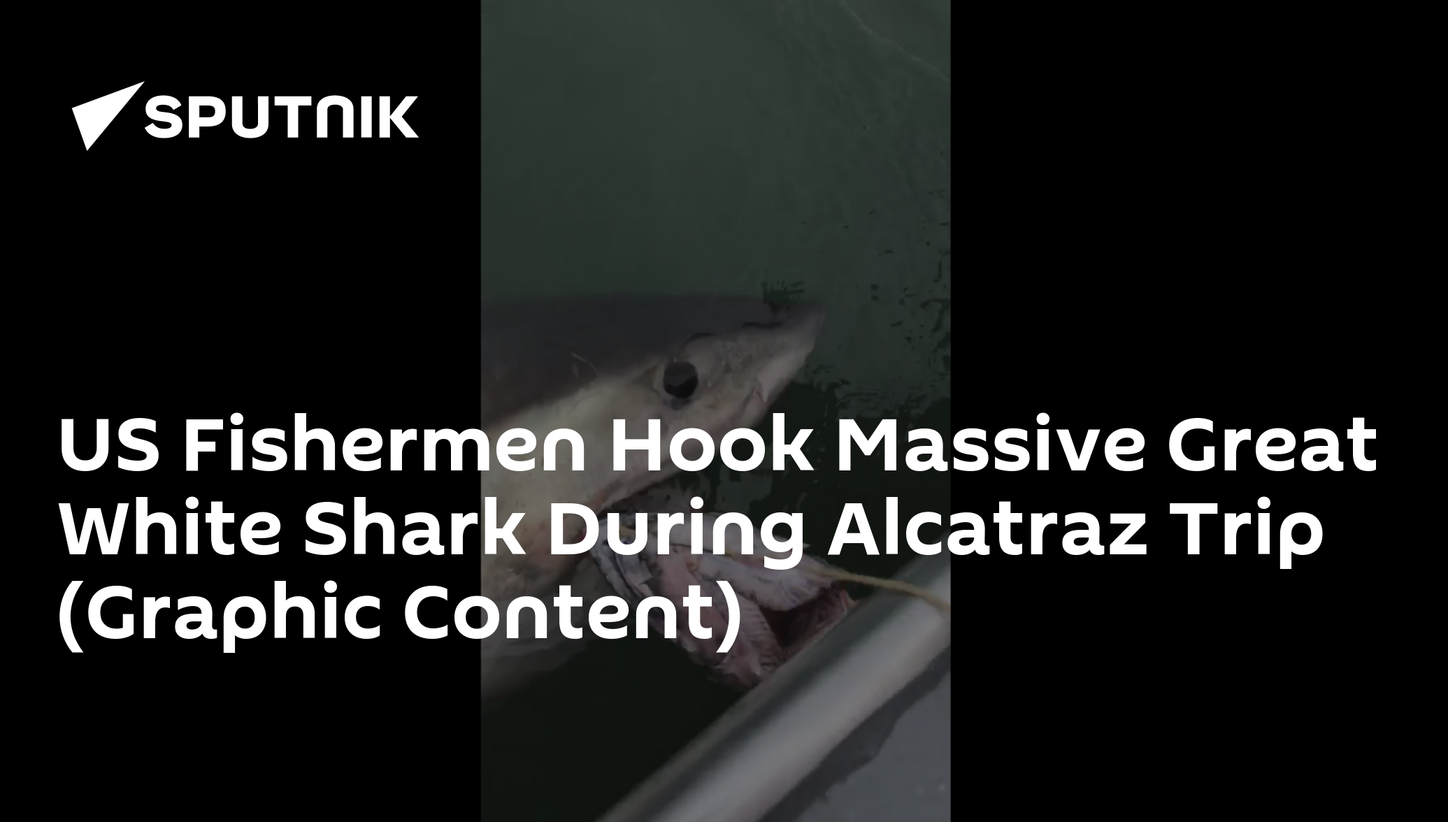 US Fishermen Hook Massive Great White Shark During Alcatraz Trip (Graphic  Content) - 16.07.2019, Sputnik International