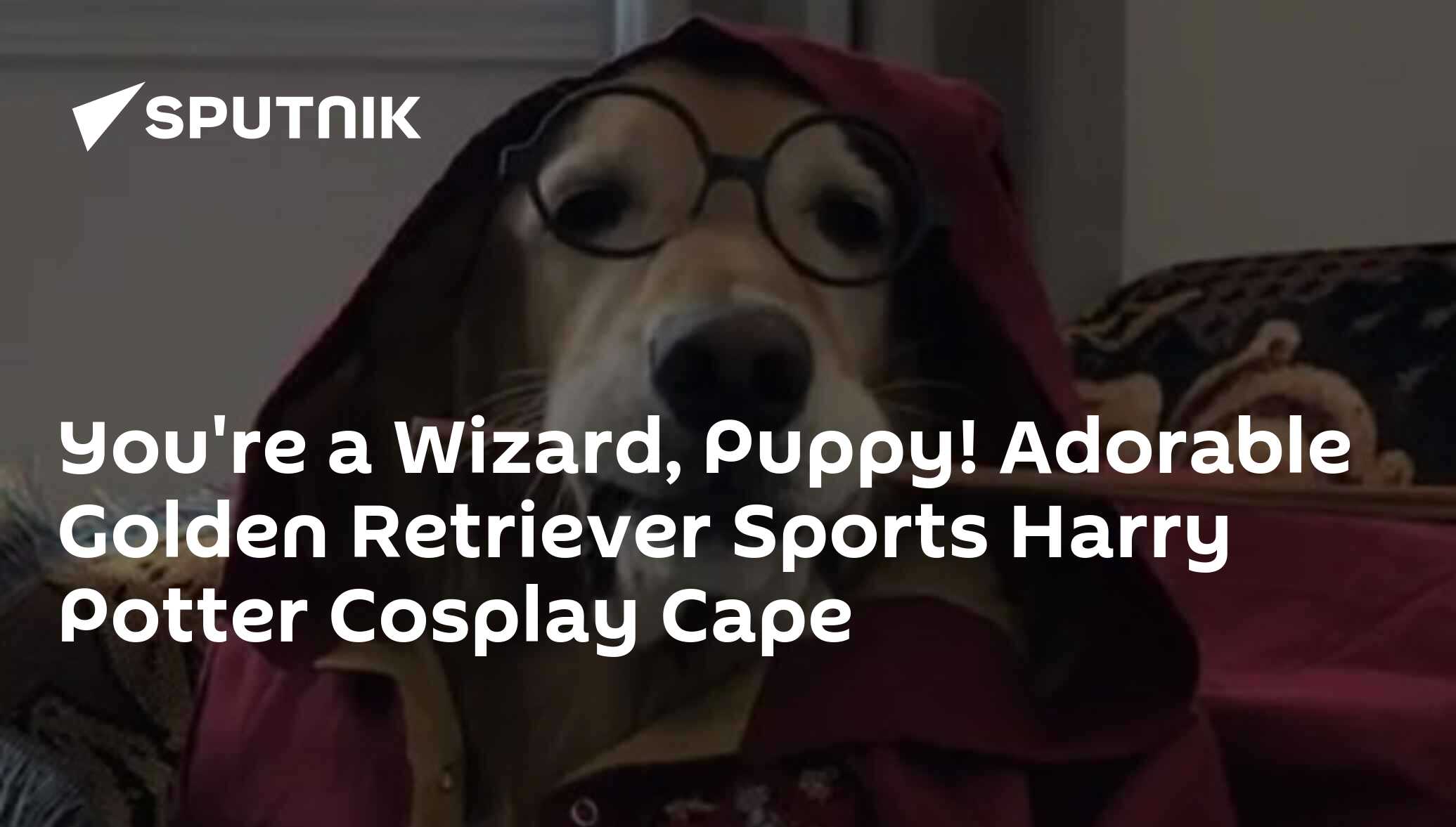 You're a Wizard, Puppy! Adorable Golden Retriever Sports Harry Potter