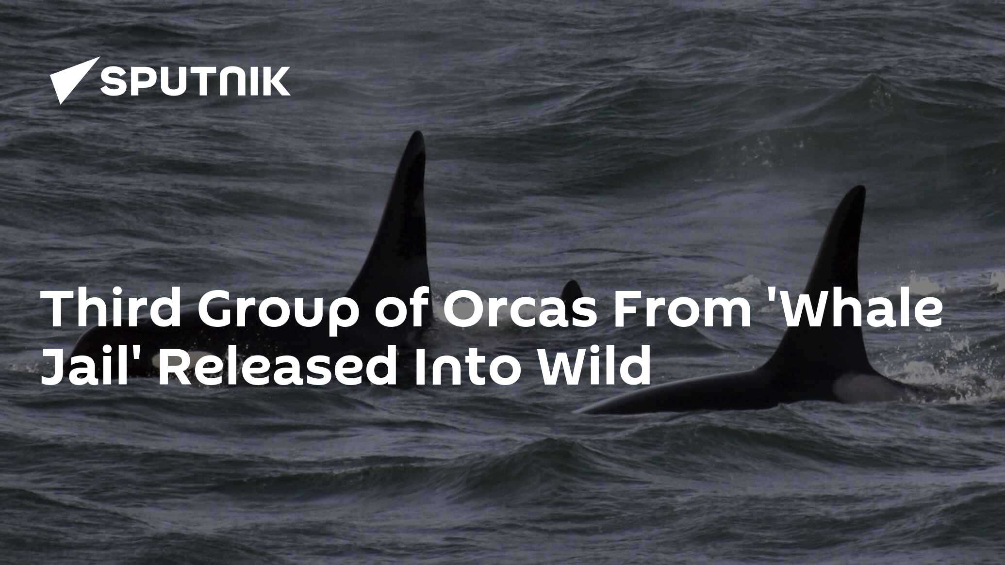 Third group of orcas from 'whale jail' released into wild