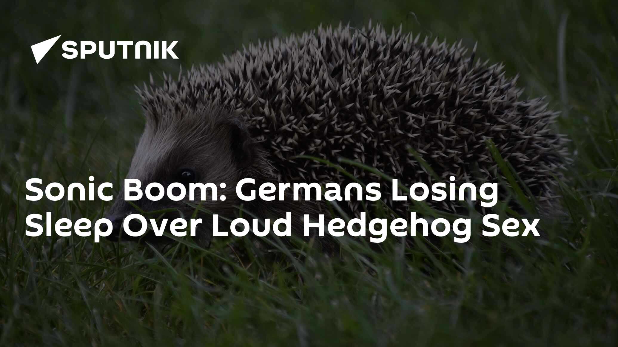 Sonic Boom: Germans Losing Sleep Over Loud Hedgehog Sex