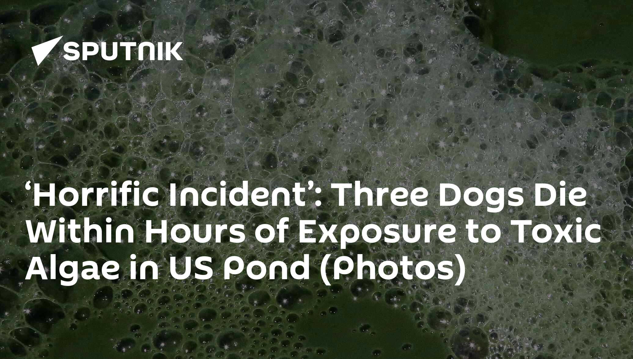 ‘Horrific Incident’ Three Dogs Die Within Hours of Exposure to Toxic