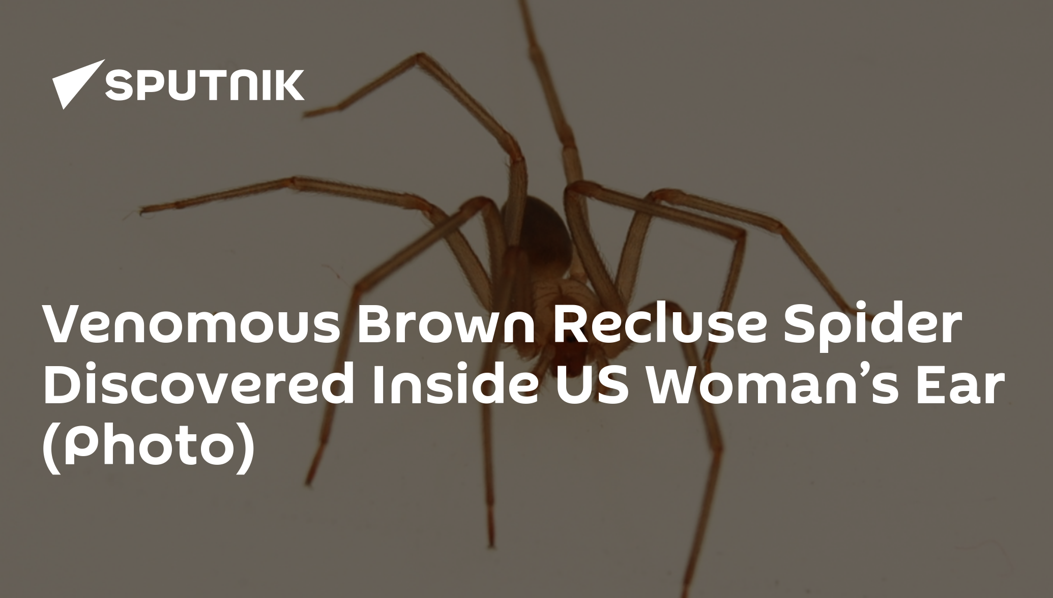 Venomous Brown Recluse Spider Discovered Inside US Woman’s Ear (Photo