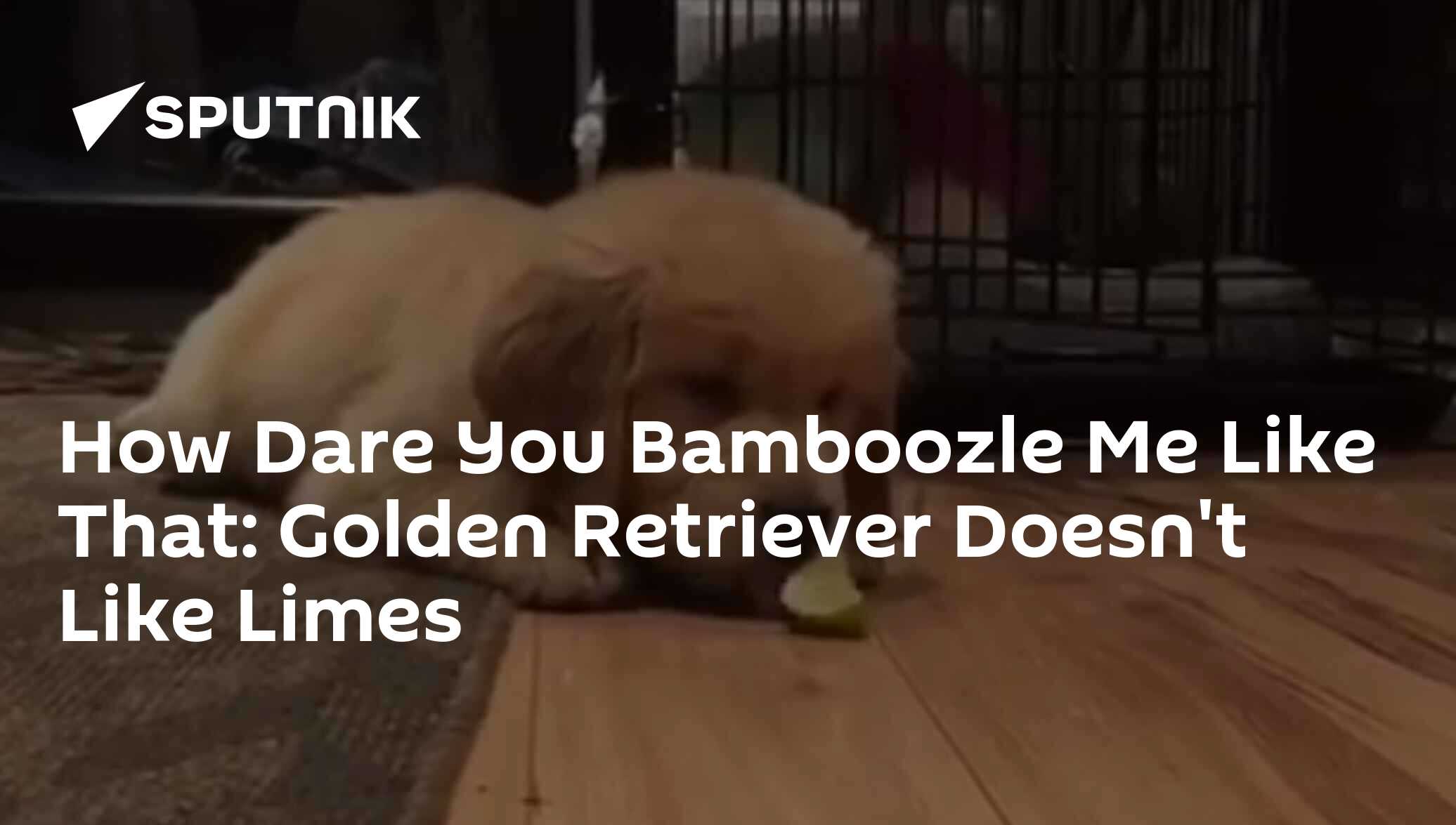 How Dare You Bamboozle Me Like That Golden Retriever Doesn't Like Limes