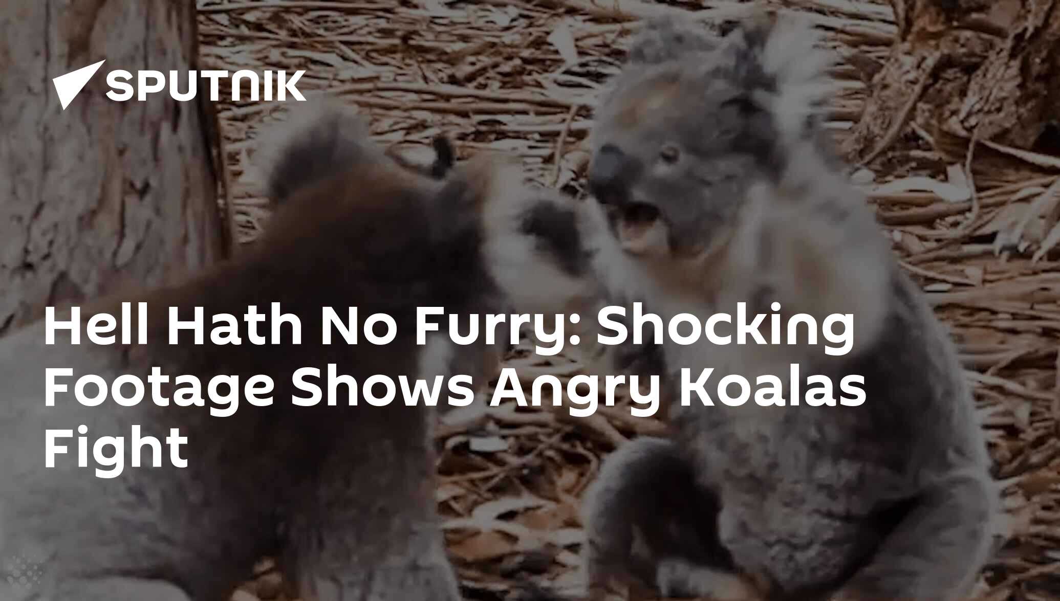 Hell Hath No Furry Shocking Footage Shows Angry Koalas Fight 09092019 Sputnik International 0481