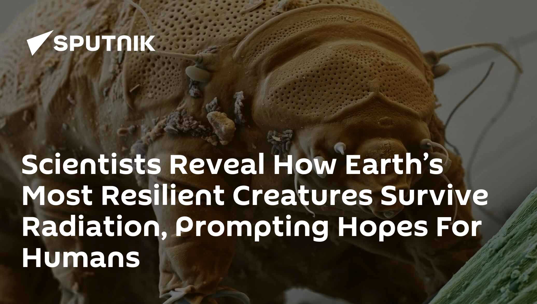 Scientists Reveal How Earth’s Most Resilient Creatures Survive