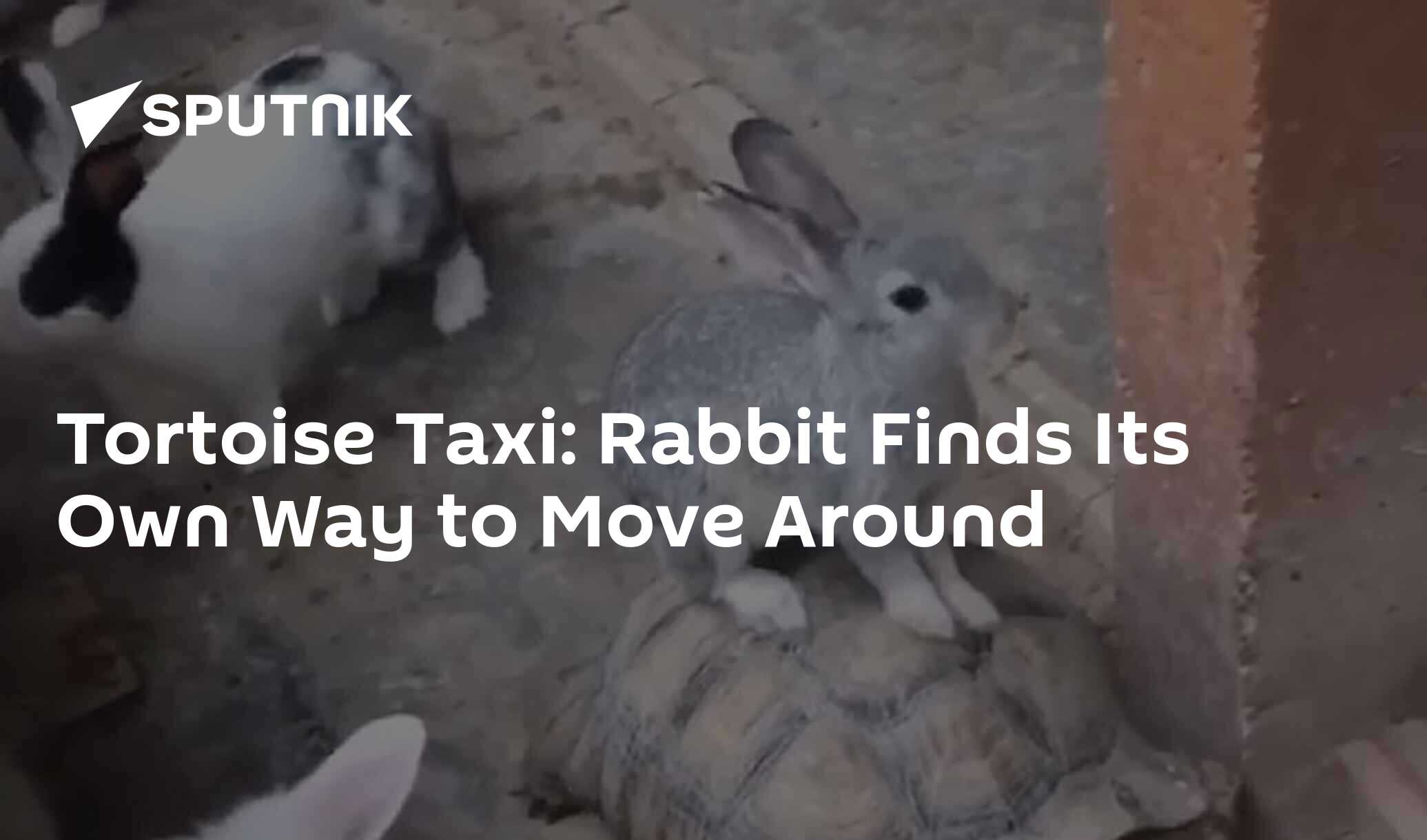 Tortoise Taxi: Rabbit Finds Its Own Way to Move Around - 30.01.2020 ...