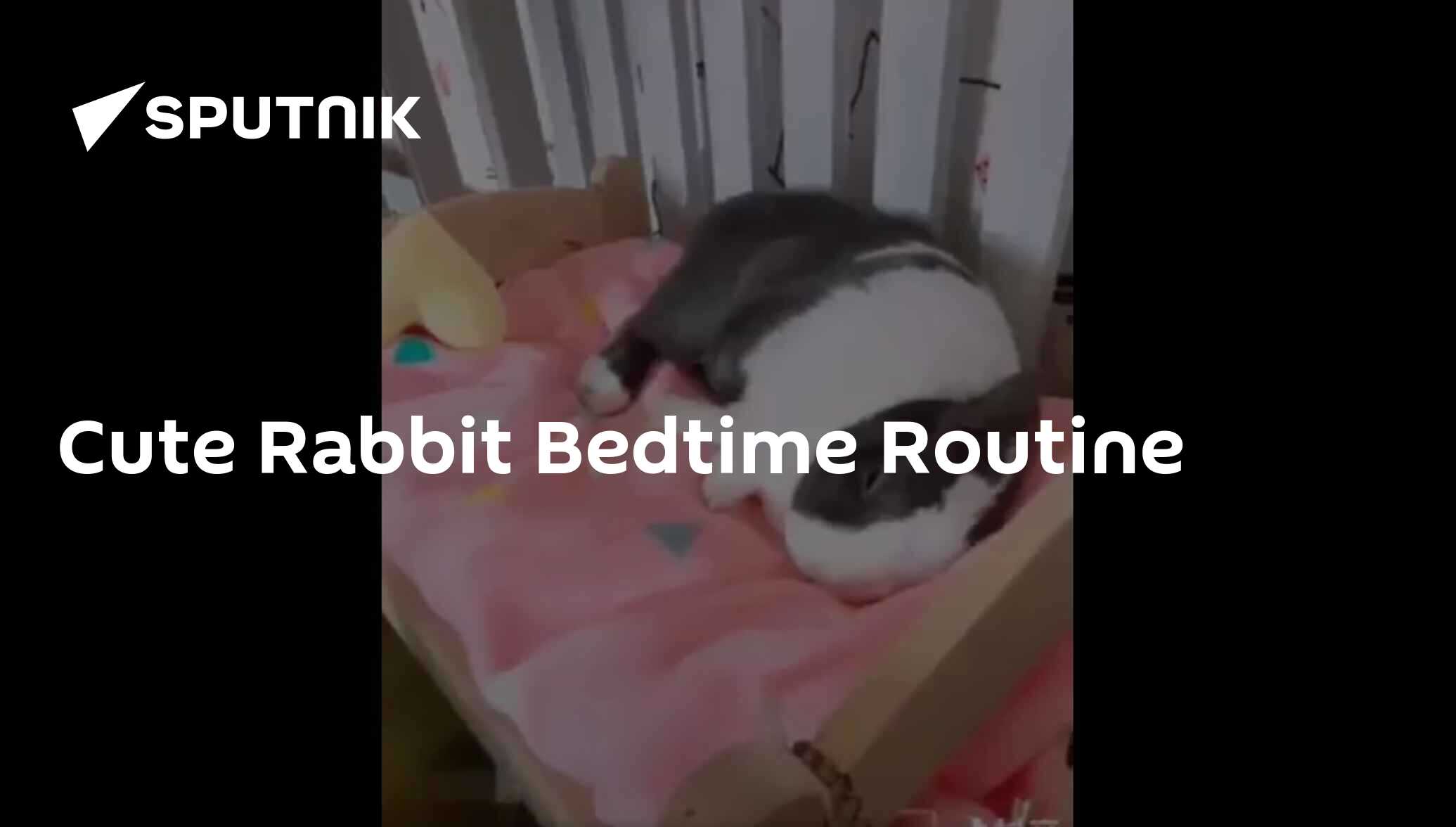 Cute Rabbit Bedtime Routine - 14.02.2020, Sputnik International