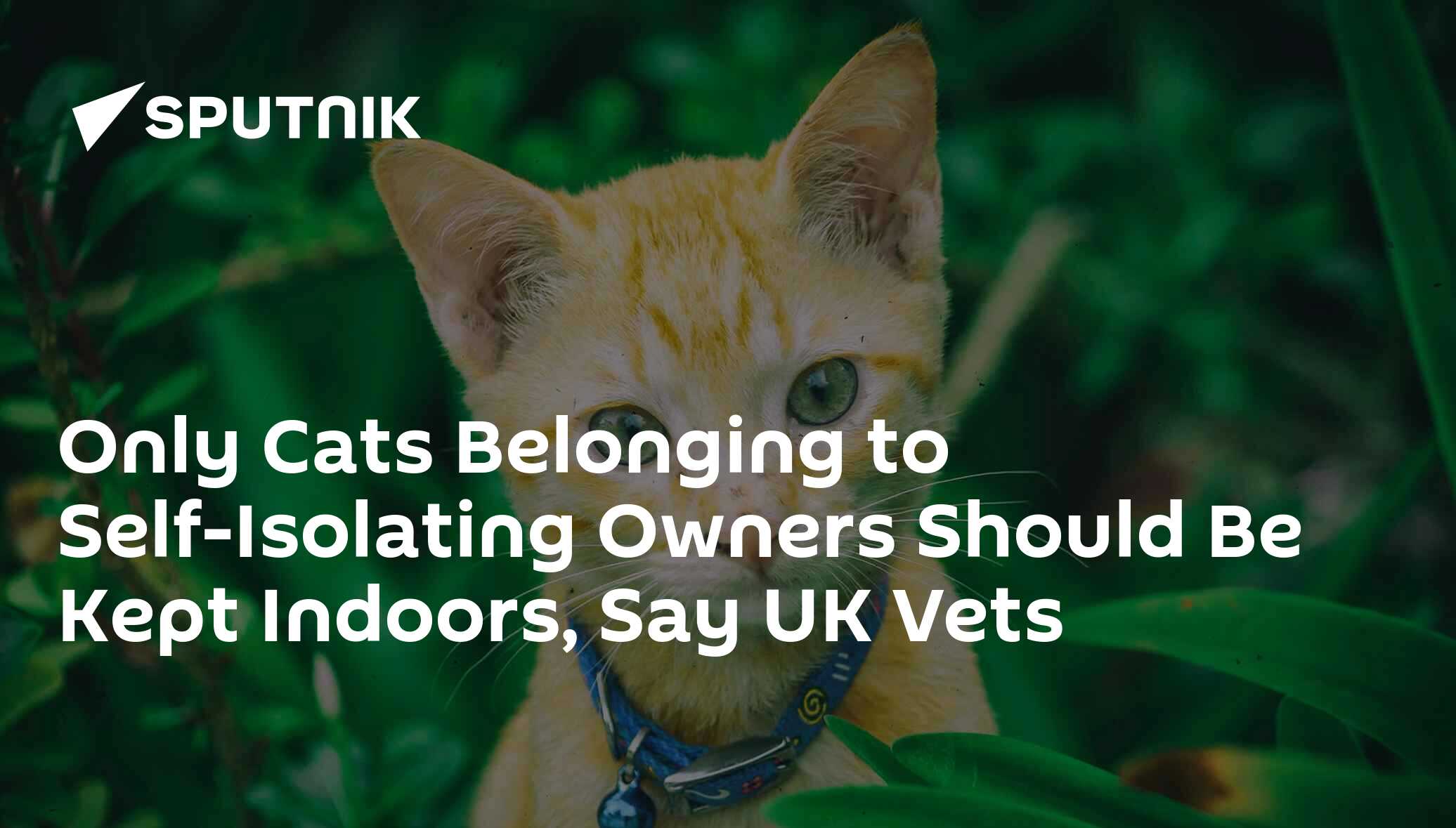 Only Cats Belonging To Self Isolating Owners Should Be Kept Indoors
