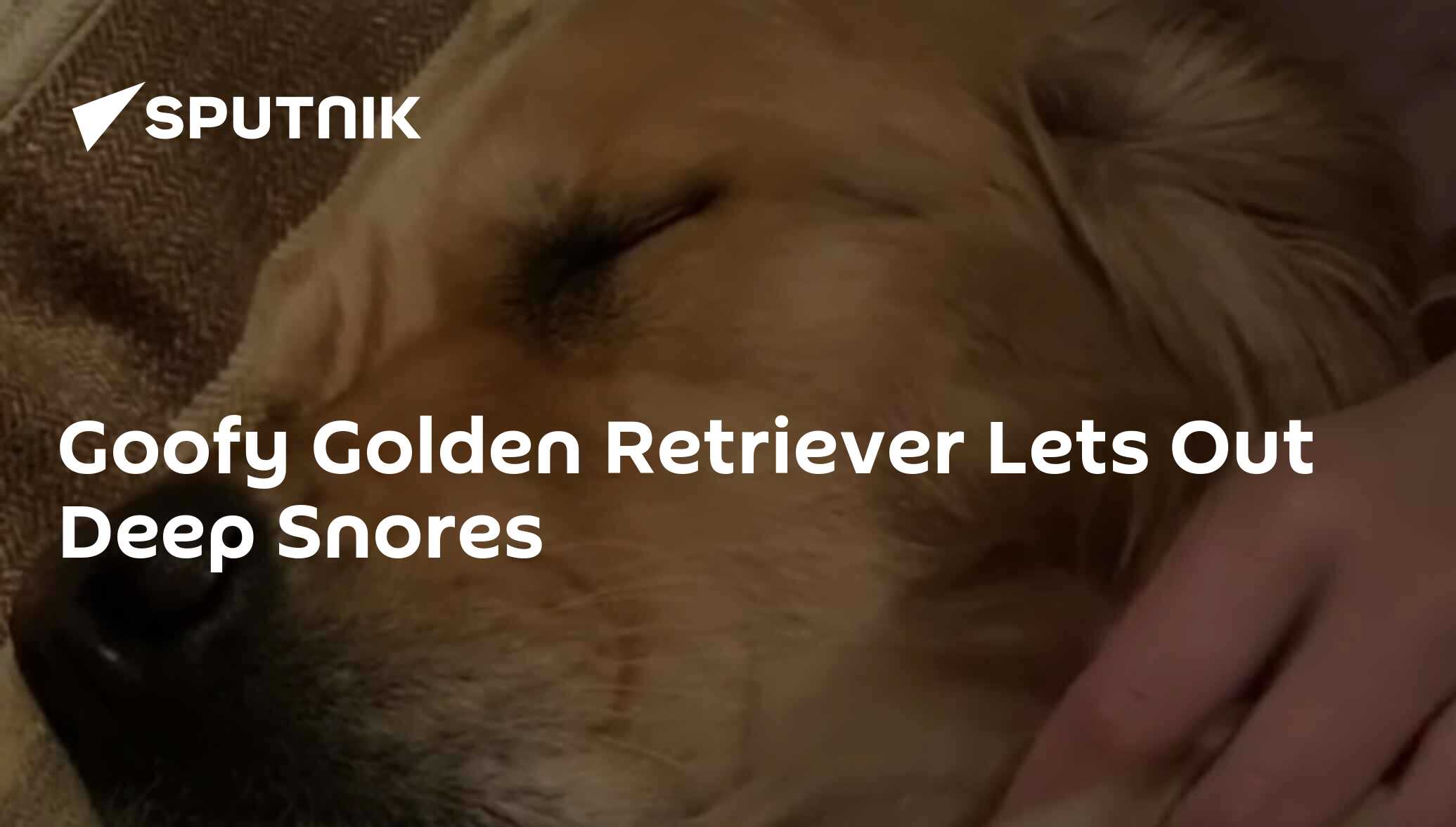 Golden store retriever snoring