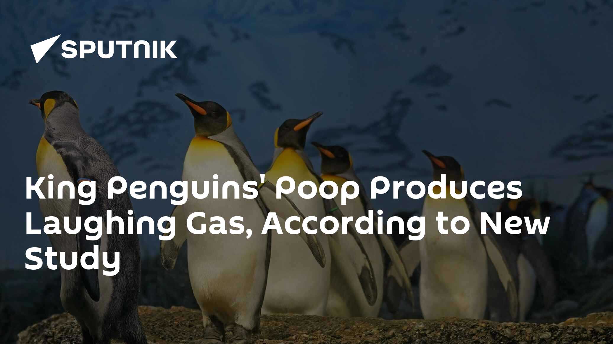 King Penguins' Poop Produces Laughing Gas, According to New Study 24.