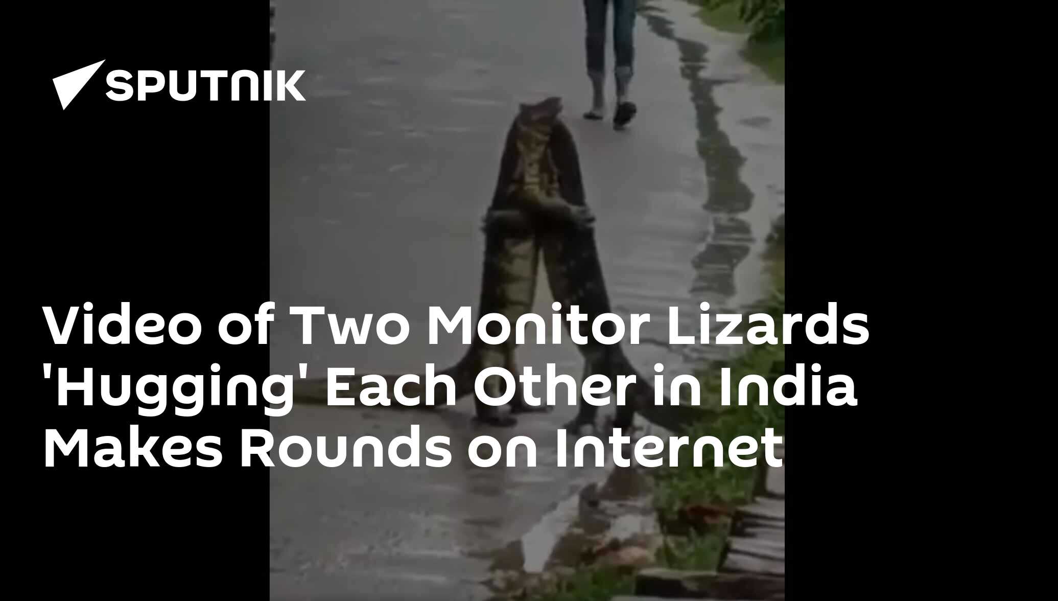Video of Two Monitor Lizards 'Hugging' Each Other in India Makes Rounds
