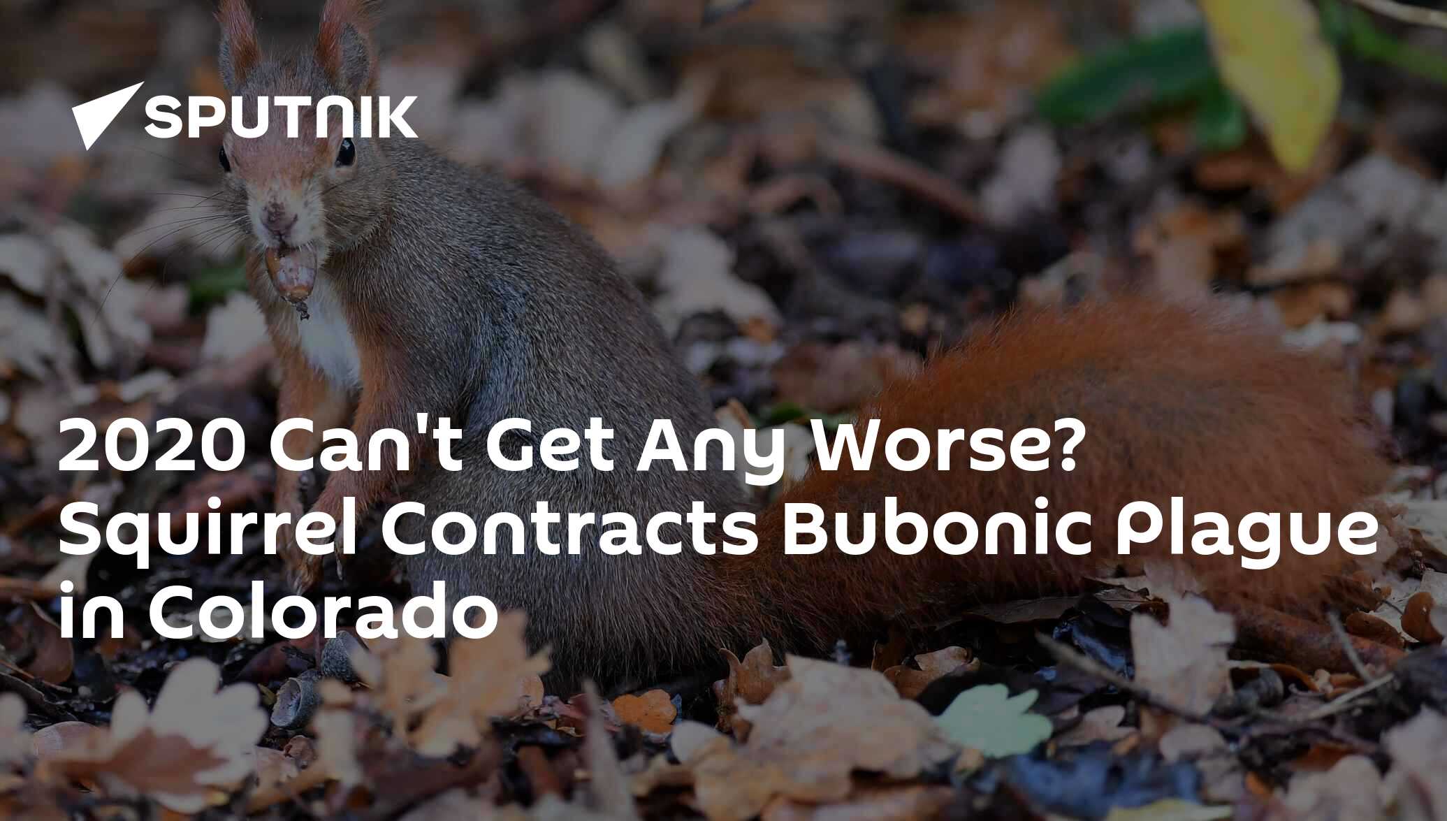 2020 Can't Get Any Worse? Squirrel Contracts Bubonic Plague in Colorado