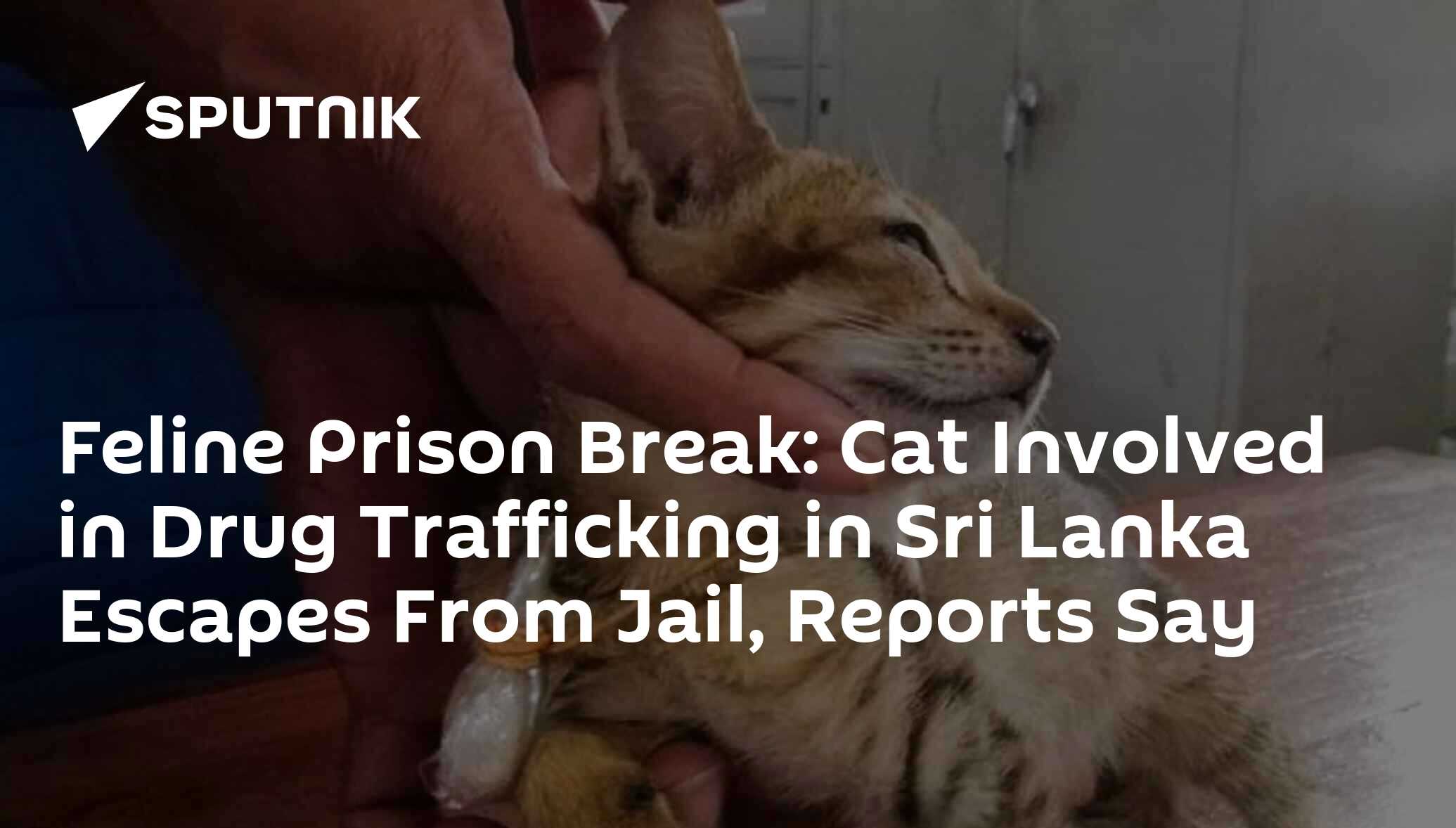 Feline Prison Break Cat Involved in Drug Trafficking in Sri Lanka