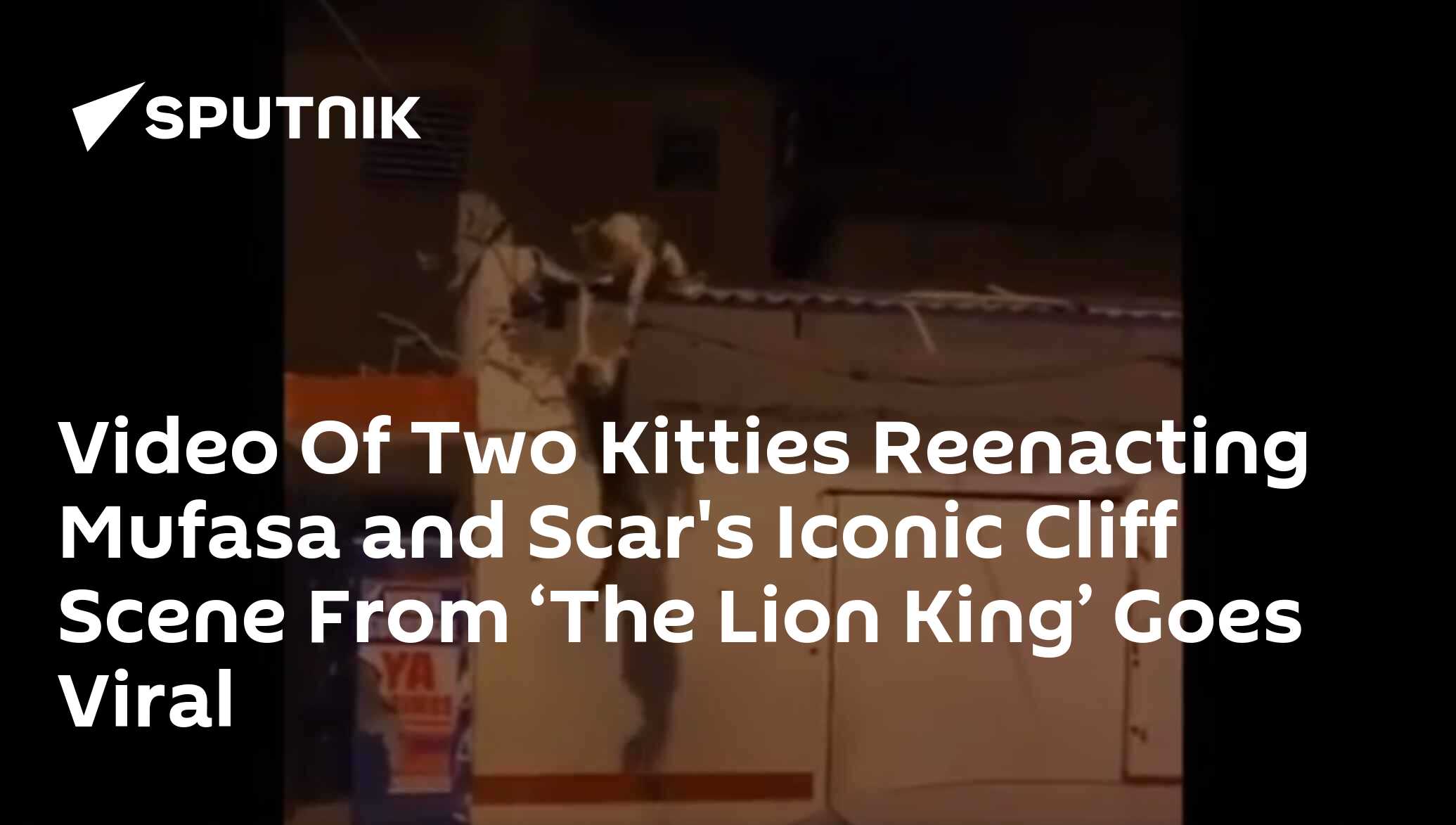 Video Of Two Kitties Reenacting Mufasa and Scar's Iconic Cliff Scene