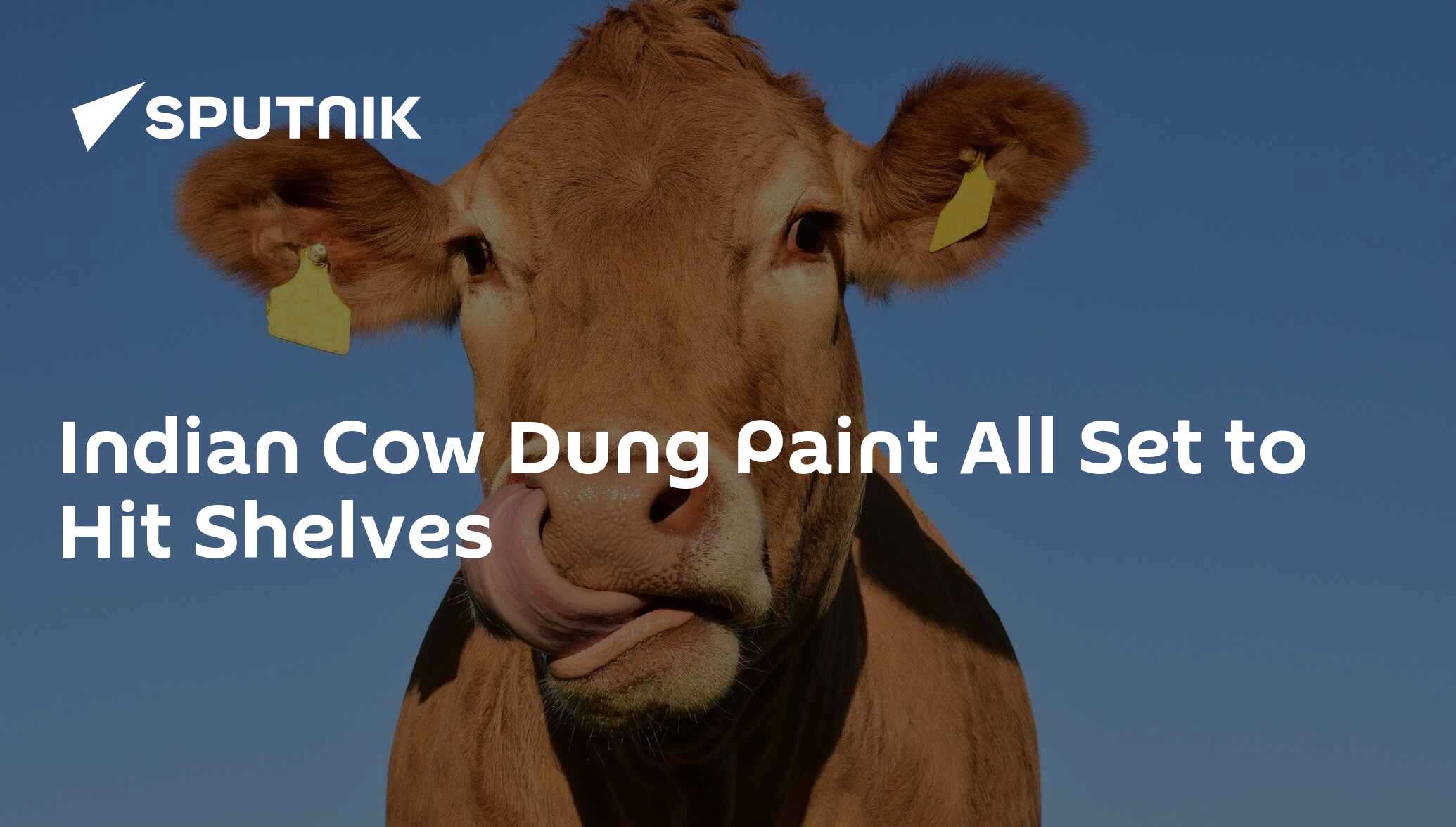 Indian Cow Dung Paint All Set to Hit Shelves 17.12.2020, Sputnik