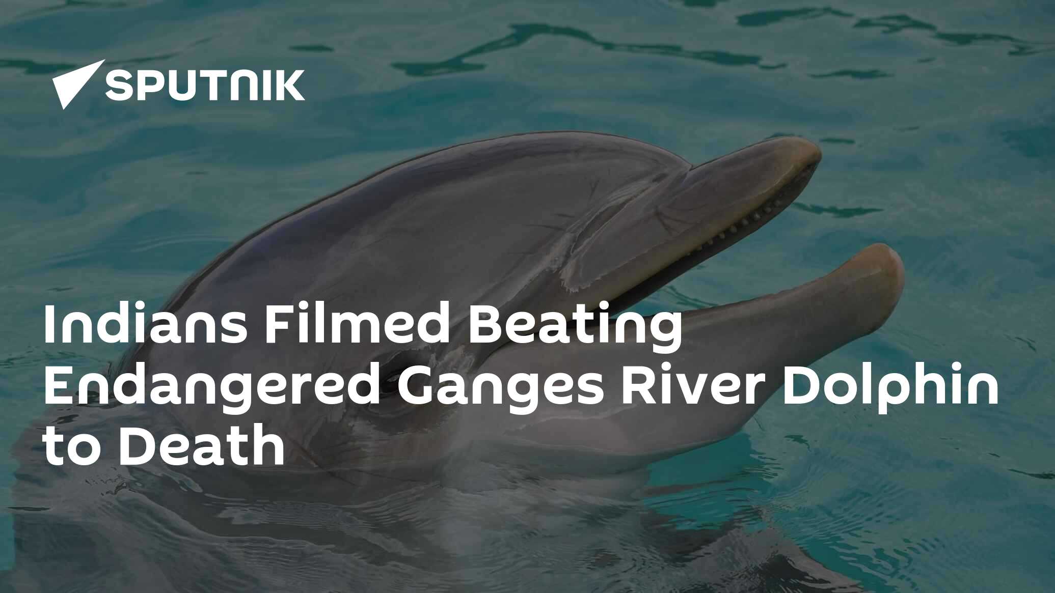 Gangetic dolphin deaths in 2020 – SANDRP