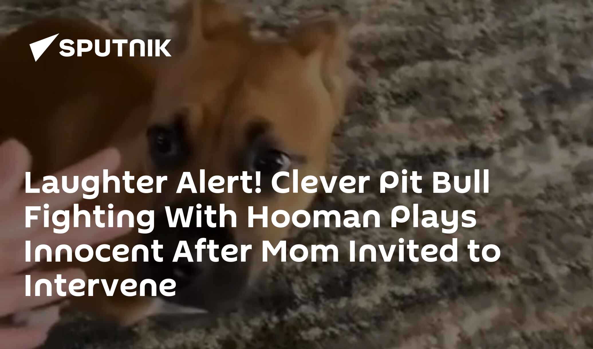 Laughter Alert! Clever Pit Bull Fighting With Hooman Plays Innocent After Mom Invited to Intervene